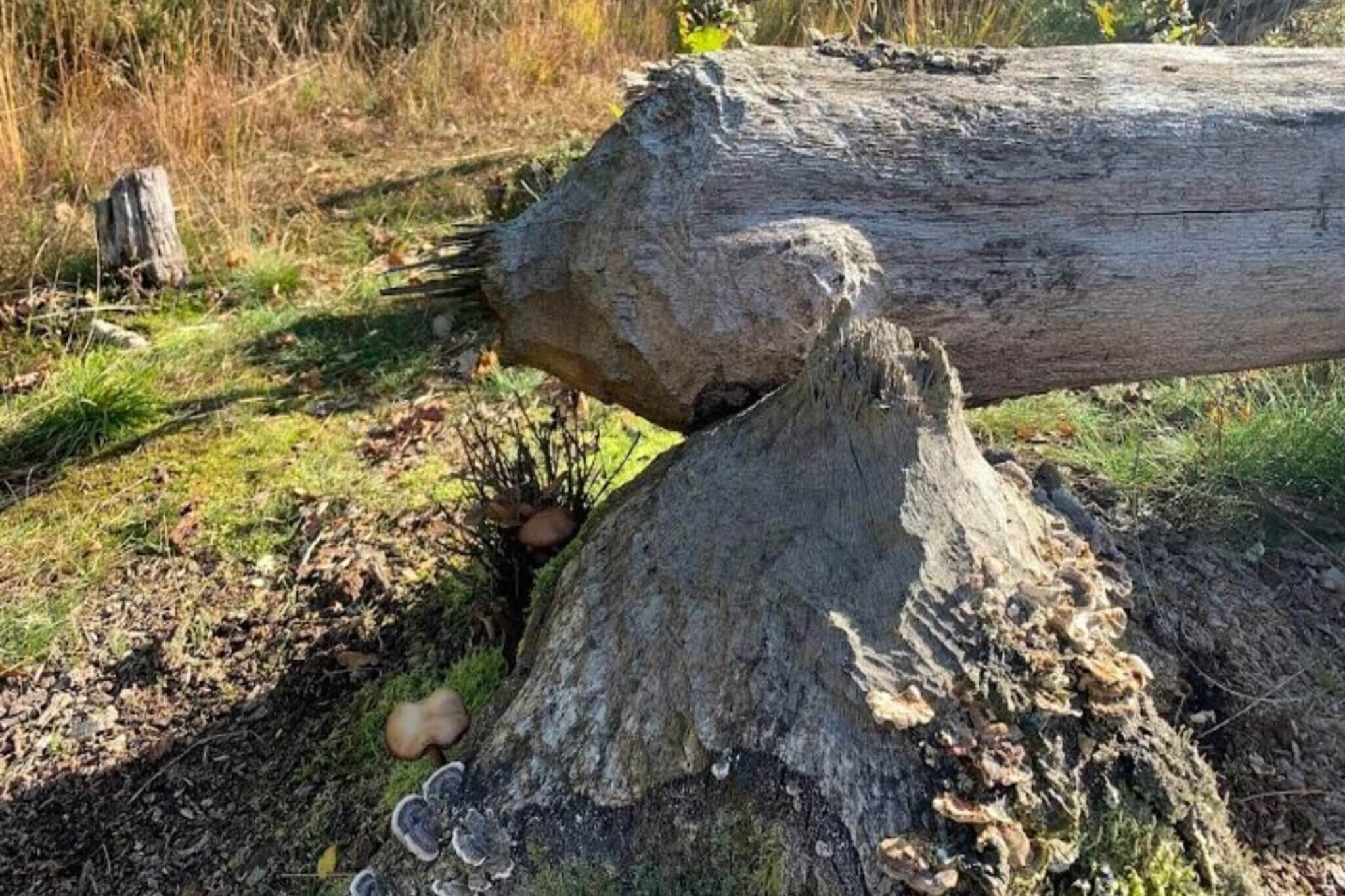 Annex: (double bed)\n\nInternet Access DSL, Kitchen(cooker(electric), hood, coffee machine, oven, dishwasher, fridge(+ freezer)), Living/bed room(TV(german television channels, danish TV channels (DR1 and TV2))), bedroom(double bed), bedroom(double folding bed), bathroom(floor heating)(washbasin, shower, toilet), pantry(tumble dryer, washing machine), carport, fridge(+ freezer), balcony or terrace, heating(electric), terrace, garden, garden furniture, deckchairs, air to air heatpump