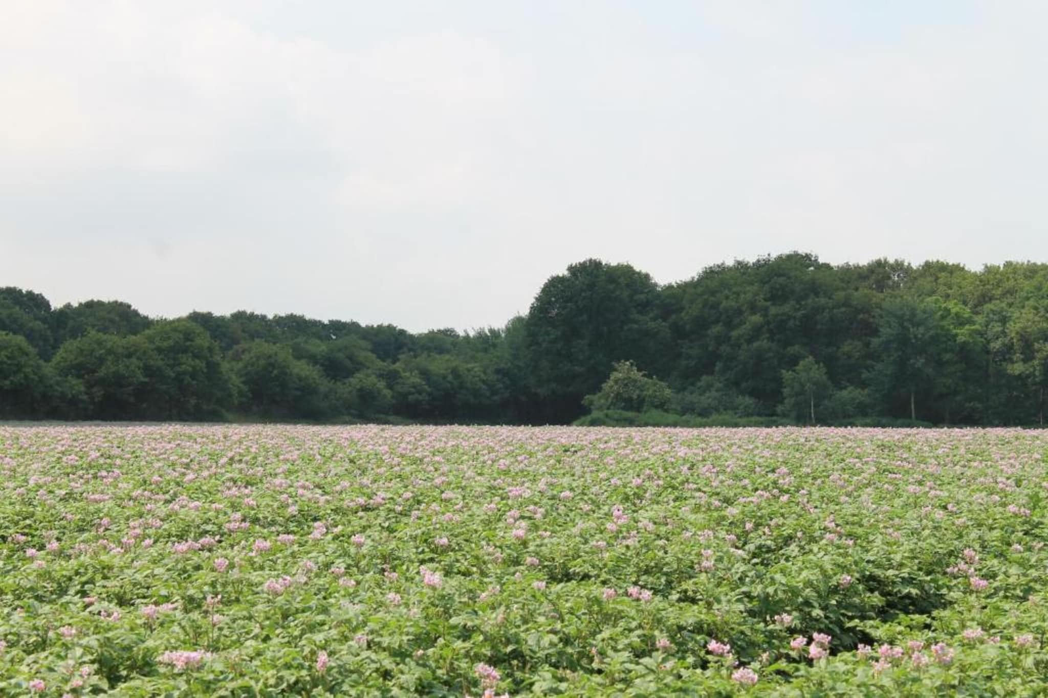 Vakantiepark de Katjeskelder 21-Gebieden zomer 5km