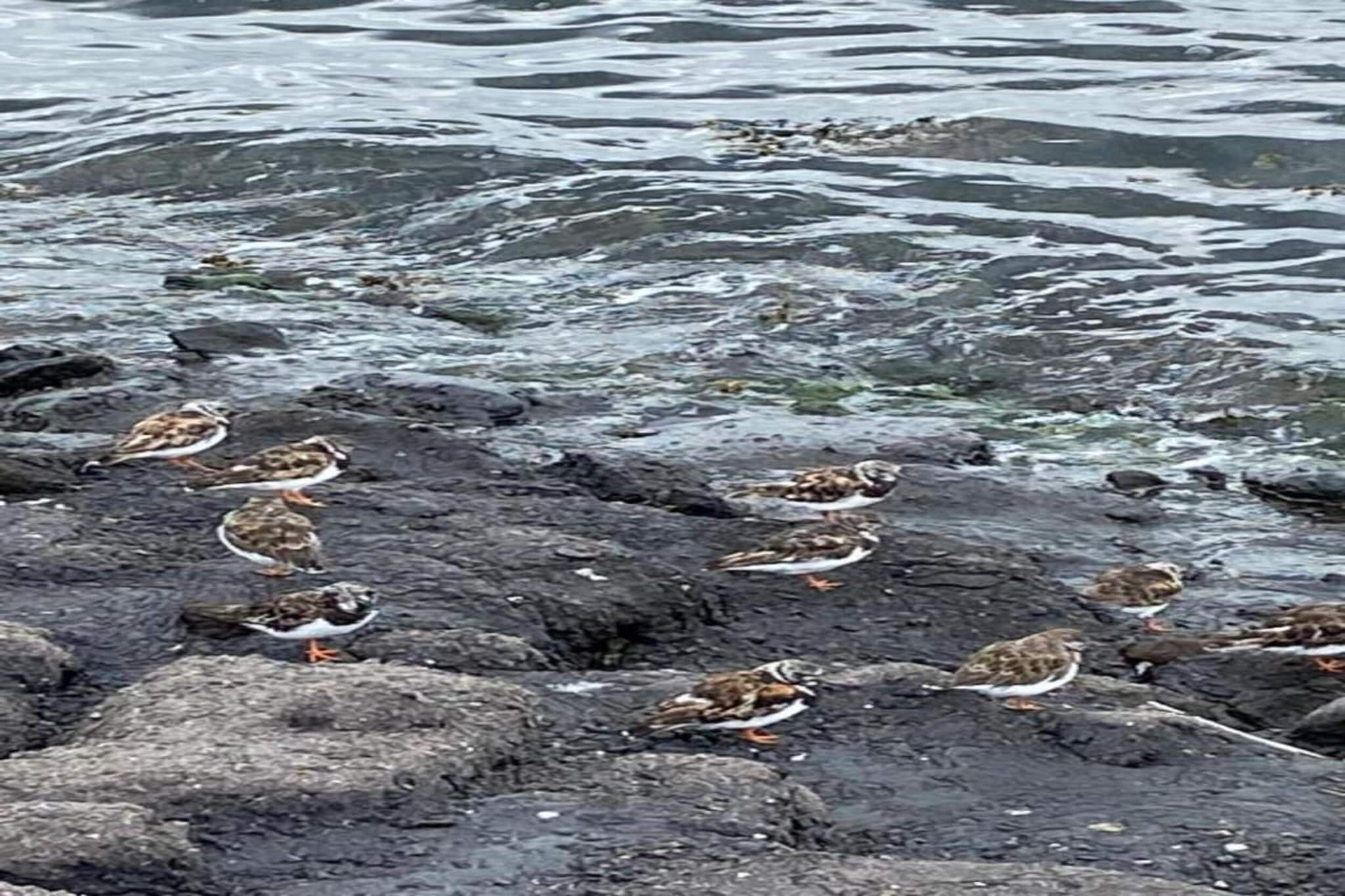 De Meerkoet Huis Nr 37-Gebieden zomer 20km