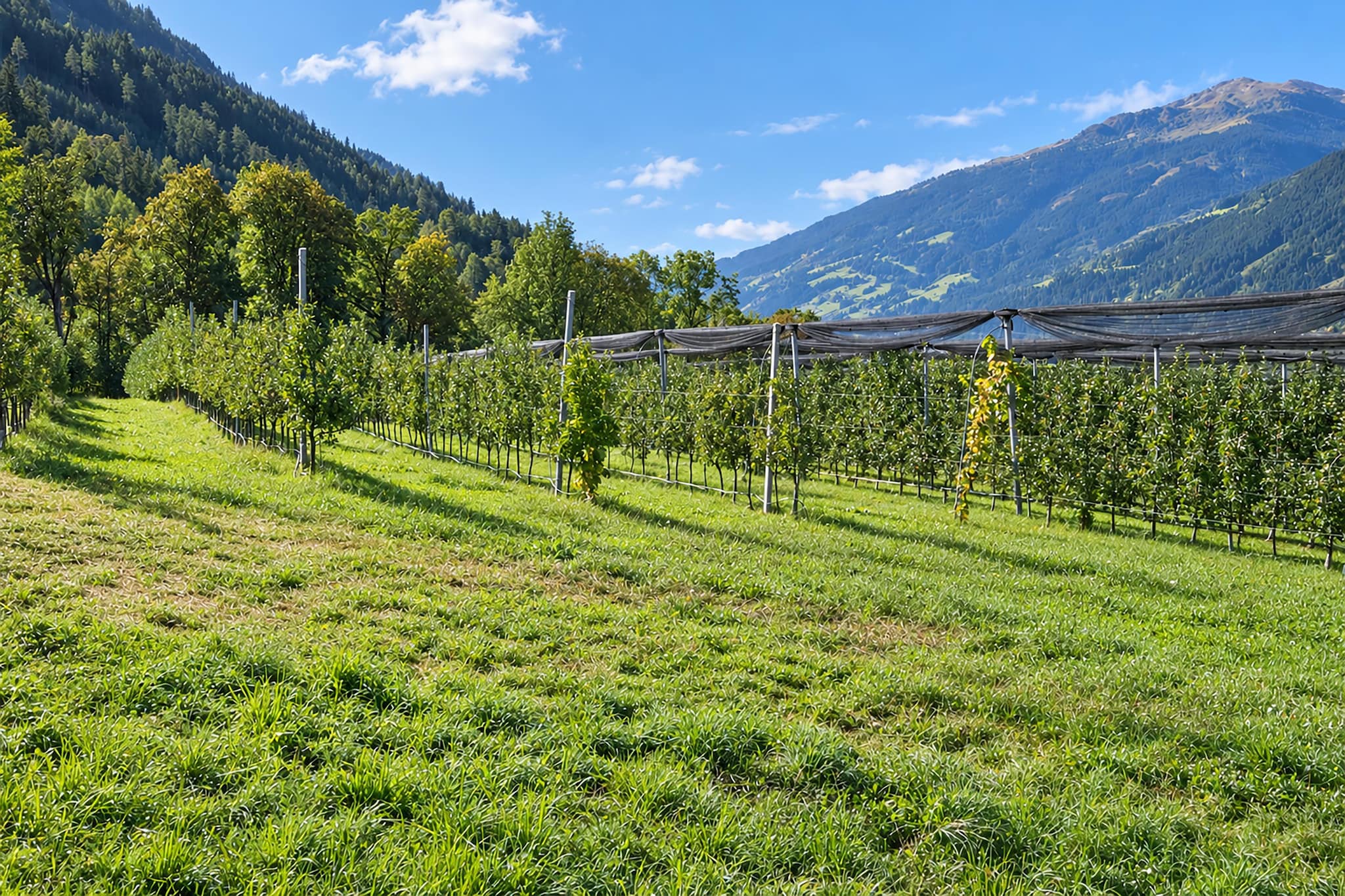 Steinachhof - Zones été à 1 km
