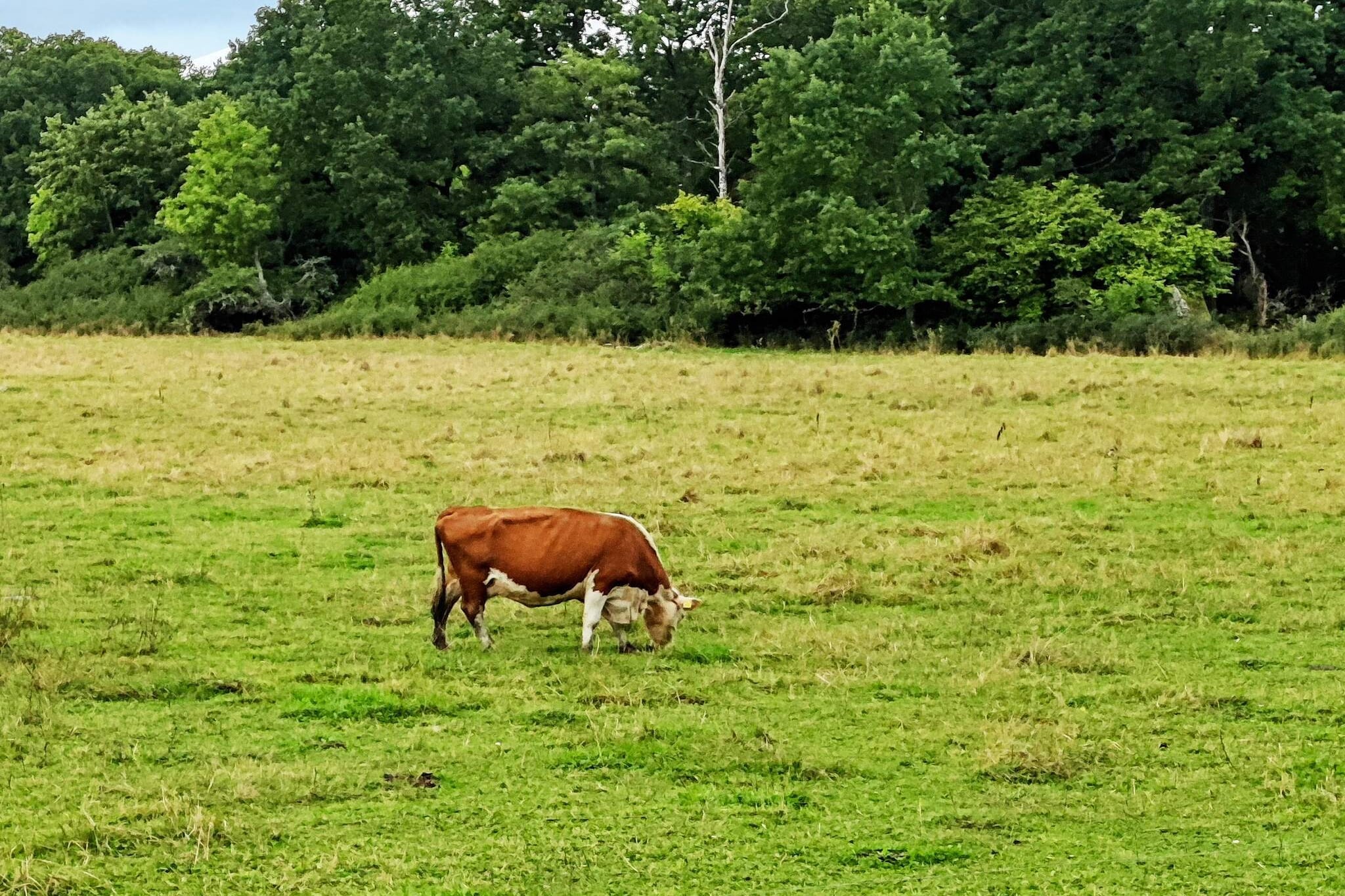 At a convenient distance from Stockholm and only 150 meters from Väsbyviken in Lake Mälaren is this cottage with a sense of luxury. Around the front of the cottage there is a large lovely terrace of 50 sqm that houses both a spa bath, sun loungers and a dining area under a roof where also the gas grill is waiting for the next grill master. You can end the day with a sauna and enjoy the tranquility out by Väsbyviken. The cottage has a living room with an open plan kitchen where you have a bed armchair that becomes a comfortable bed at night. The kitchen is equipped with a small hob, microwave, a refrigerator with freezer compartment and an old iron stove that raises the cosiness factor. Dining area with table and chairs is found outdoors. There are two sleeping lofts, one of which has a double bed and the other has a single bed. Note that there are ladders up to the sleeping lofts, not suitable for small children. You also have a tastefully decorated bathroom with shower and a sauna with seating for up to 6 people that has windows facing the terrace. Everything built with quality and a sense of design. The surroundings around Väsbyviken offer a lot for you who want an active holiday. If you bring your own canoe or kayak, you can easily launch these below the cottage. Just a bit away from the cottage is a small bathing area with a small sandy beach and a jetty. A little further away is Mälarbaden which has a well-known swimming area, golf course with restaurant and paddle courses. If hiking is something that interests you, you can easily connect to for example the Gyllenhielmska Trail down by Torshälla canal, the trail is 36 km and ends at Sundbyholms Slott. A visit to Väsby Magasin which is within walking distance is recommended, here is a small deli, furnishings, flowers and clothes. The plot is shared with the homeowner. Towels are included in the rental of bed linen.