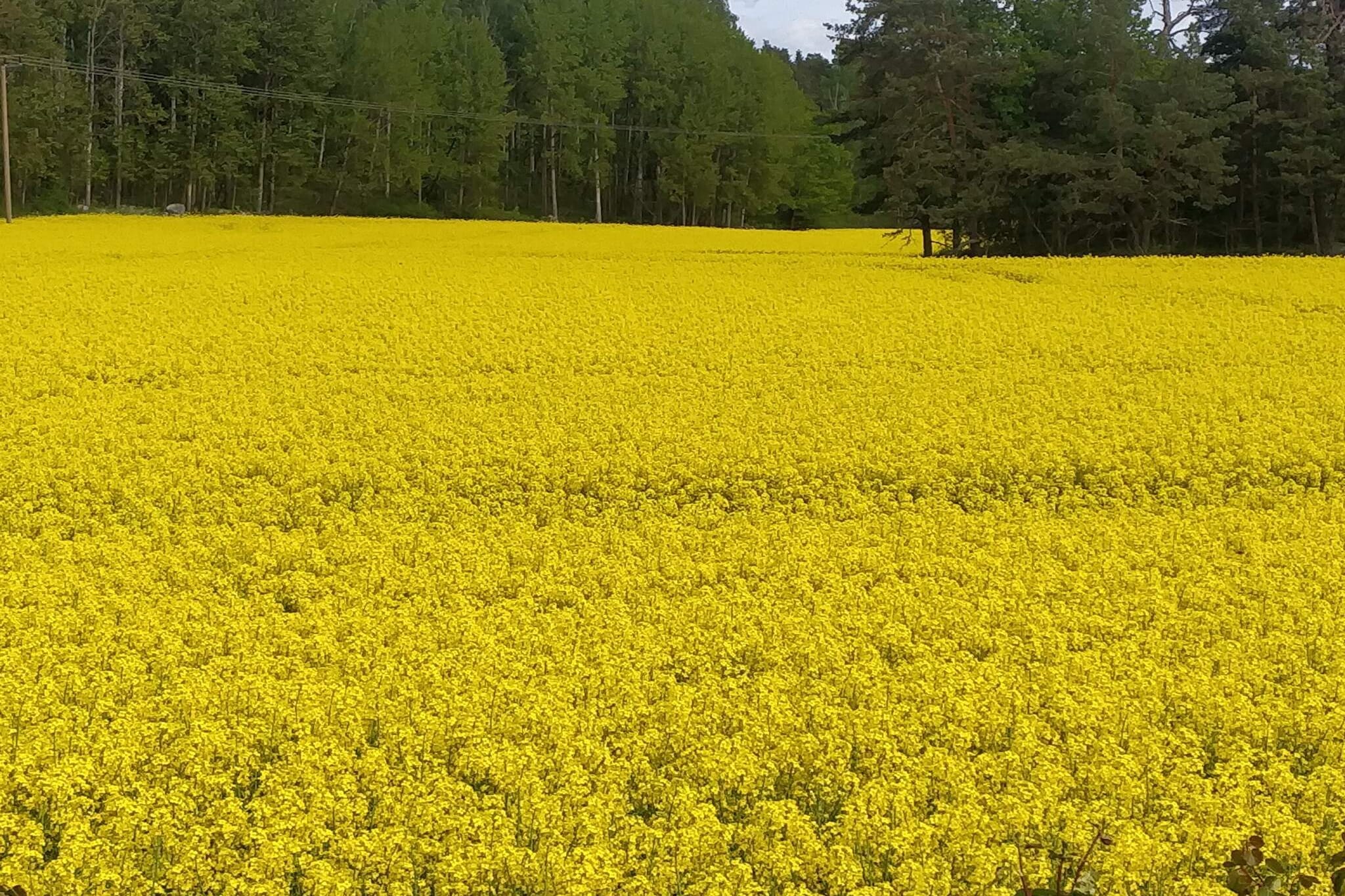 4 person holiday home in TORSHÄLLA-By Traum - Untagged