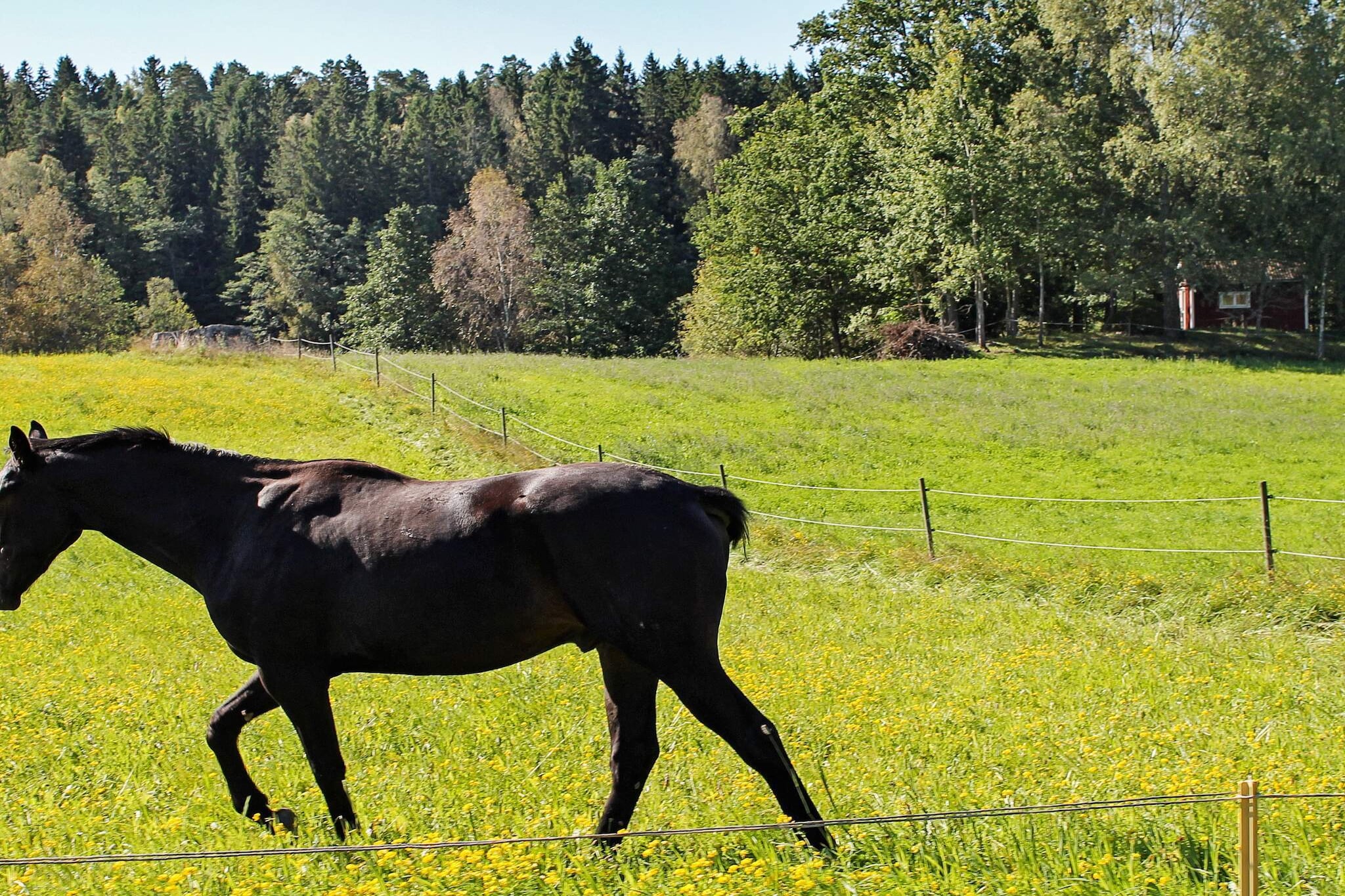 Welcome to this fantastic farm located just outside Stjärnhov in the forests of Sörmland! Here you live in a nice cottage with rural and scenic surroundings with animals grazing in the pastures and only 300 meters to lake Övre Gällringen where you can take a dip, a ride with the rowing boat or why not rent the raft? The cottage is located on a farm in a beautiful and soothing environment run by nice host couples with a big heart for animals and nature! Perfect for those of you who want a holiday in an environment you will never forget, as made for recreation and outdoor recreation! The cottage you live in is nicely decorated with kitchen, living room and bathroom downstairs and cozy sleeping loft that you reach via stairs on the outside. Balcony and private patio with seating area and BBQ facilities. The cottage stands on a large property with agriculture, more rental units and with the possibility to rent bicycles. The owners live on the same property and welcome you with open arms to their organic farm with several different animals and a nice little farm shop. In addition to the beautiful nature you get to experience here, there are several excursion destinations to explore! If you want to swim, there are four different beaches to choose from within easy distance as there are very many different lakes nearby. Those of you who have an interest in art, do not miss Ullsta Konstpromenad where you can also "forest bathe". Take the children to Sagostigen for an exciting tour of the forest. There are a number of different nature reserves to choose from and if you want to play golf you have Grytsbergs GK nearby. Take the opportunity to take an excursion to Gripsholm Castle in Mariefred, Öster Malma Vildpark to see moose, beautiful Trosa or why not a trip to Stockholm! You live here in a real idyll close to most things!