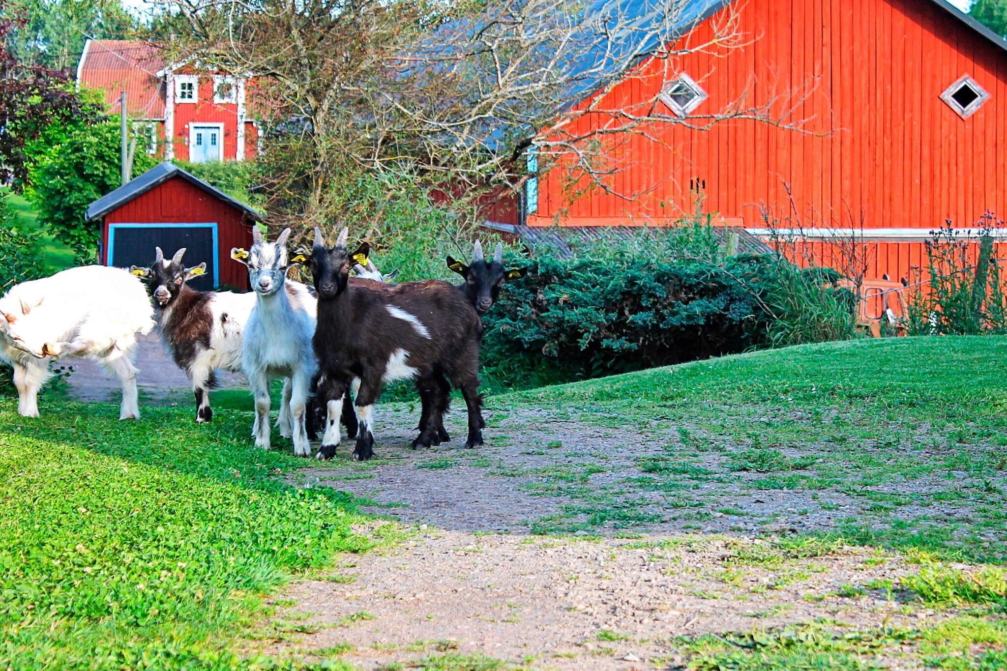 6 persoons vakantie huis in STJÄRNHOV-By Traum - Niet-getagd