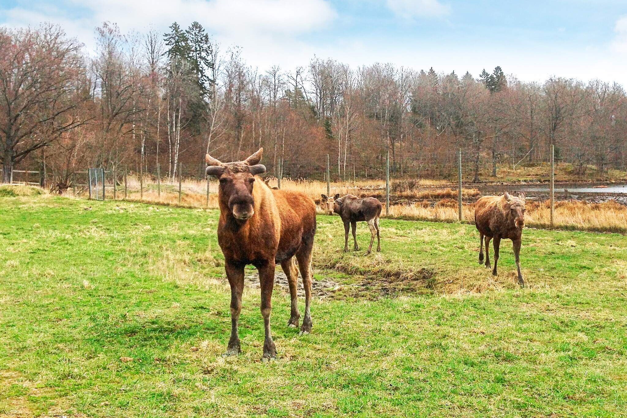 6 persoons vakantie huis in STJÄRNHOV-By Traum - Niet-getagd
