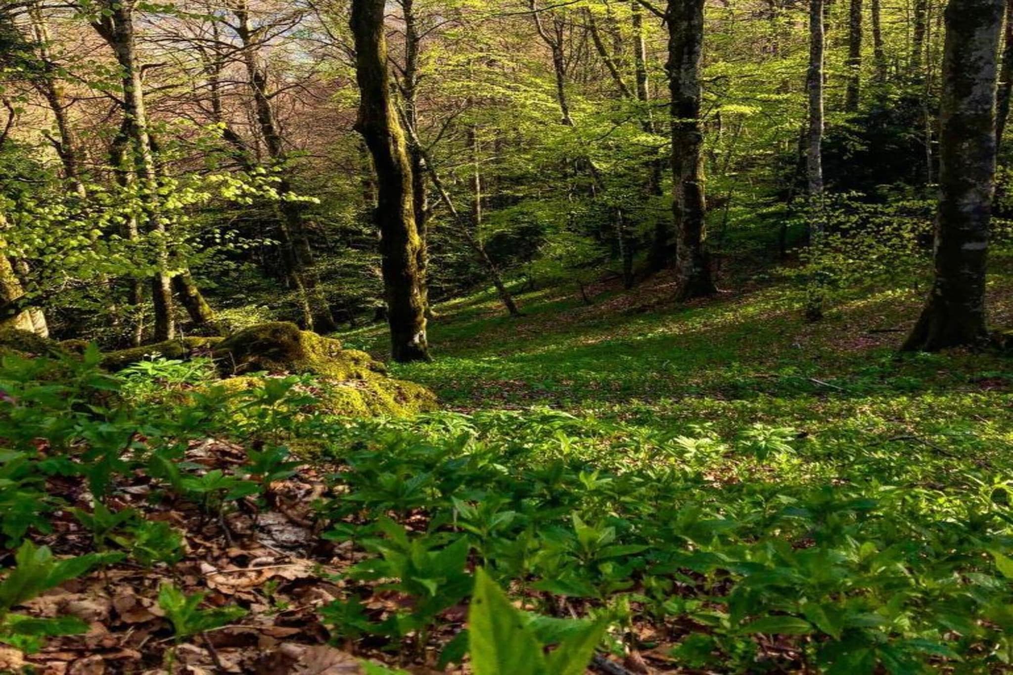 La Verna Confort bungalow-Zones d'été à 5 km