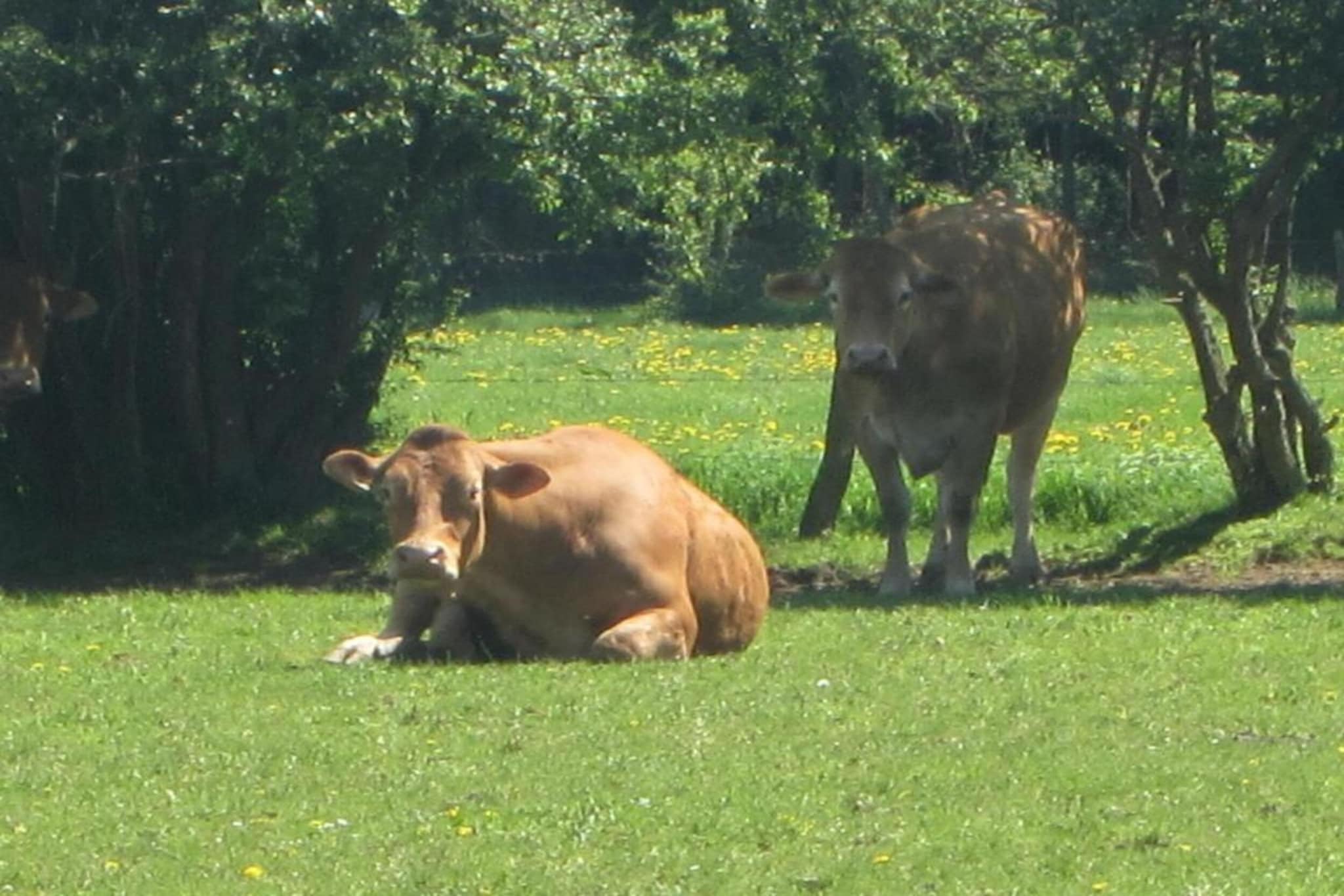 Camping Petite Suisse 4-Gebieden zomer 5km