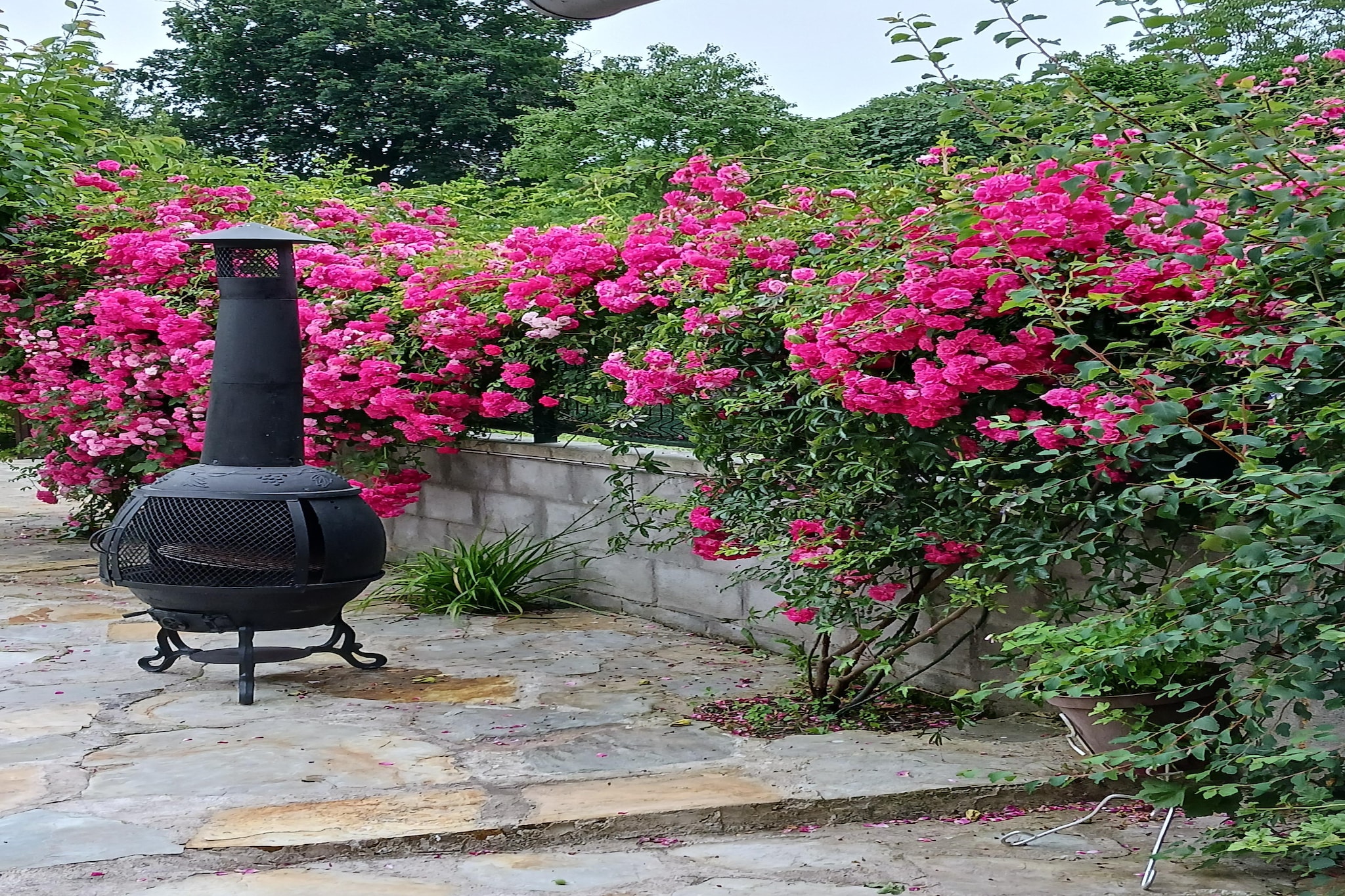 Garden Summer