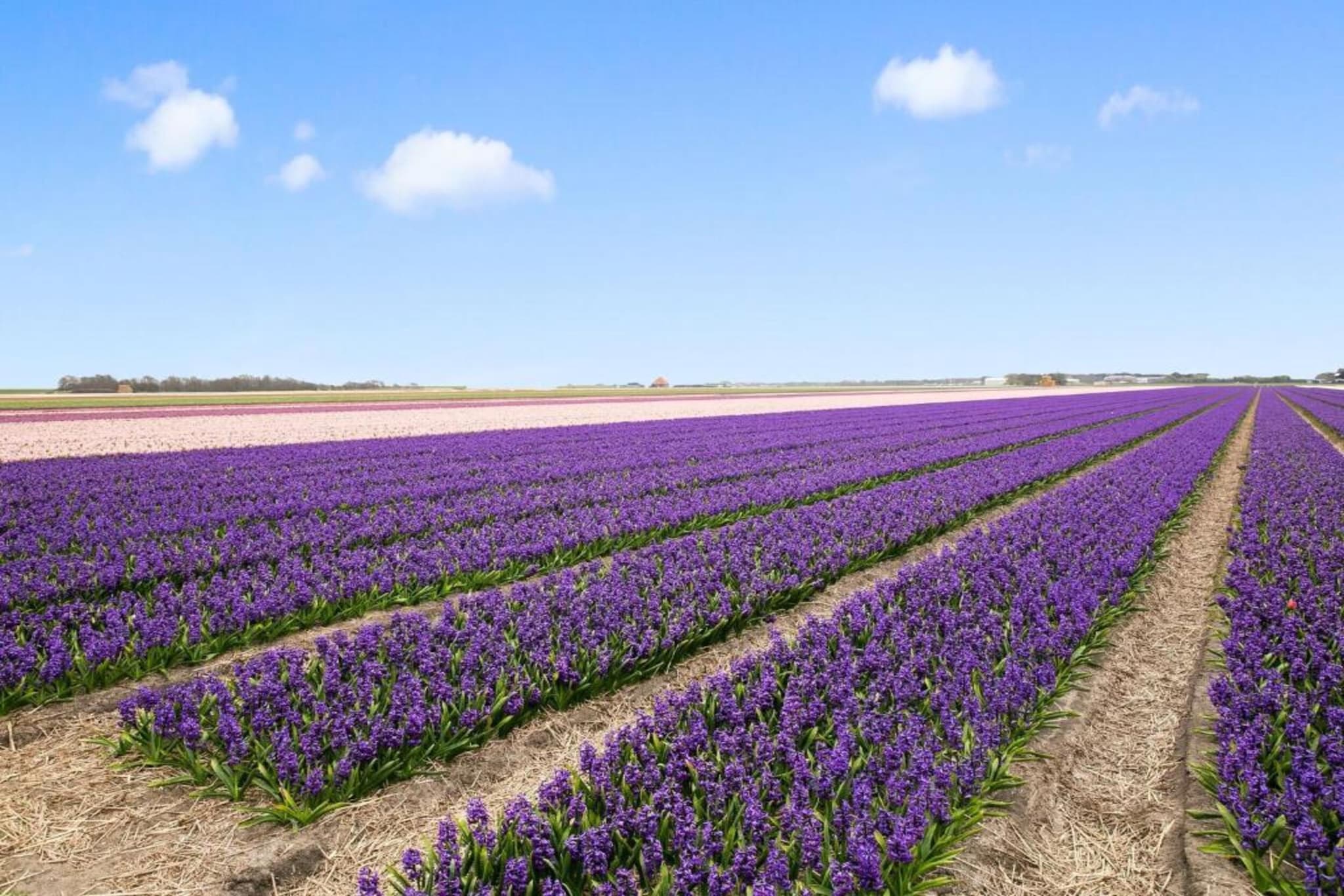 Vakantiehuis De Weide Blick-Areas summer 5km