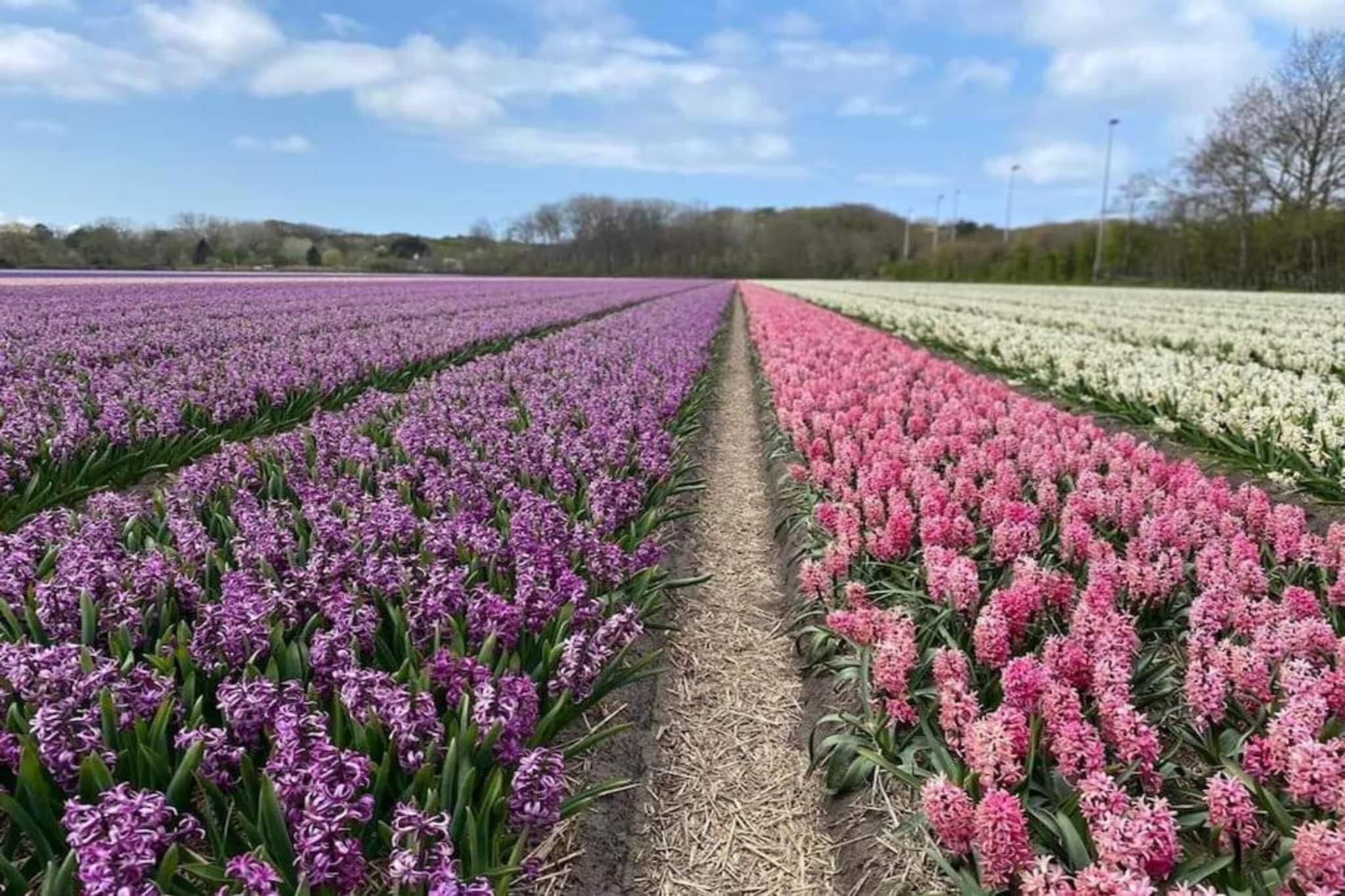 Vakantiehuis De Weide Blick-Areas summer 5km