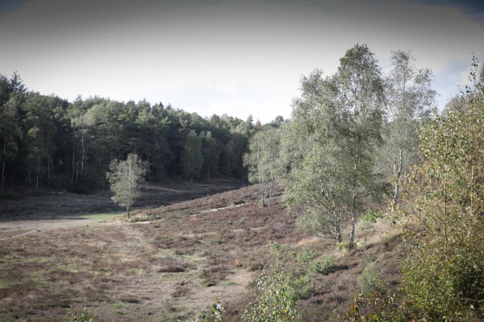 Koperwiek-Gebieden zomer 20km