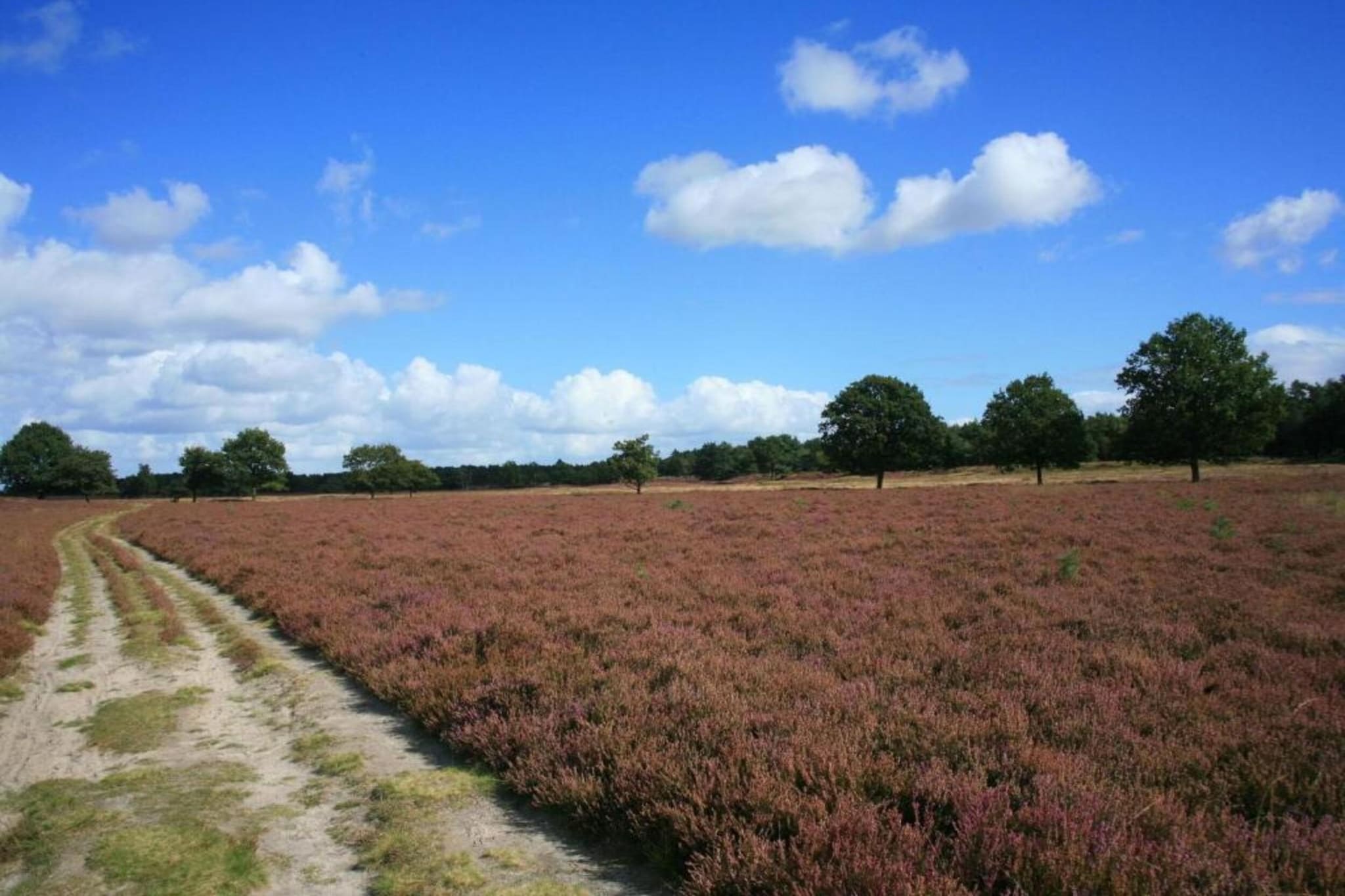 Koperwiek-Gebieden zomer 20km