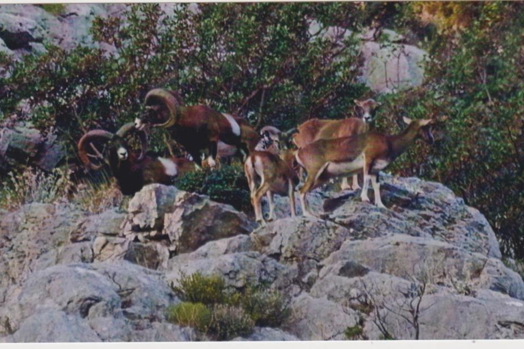 Dalmatia
