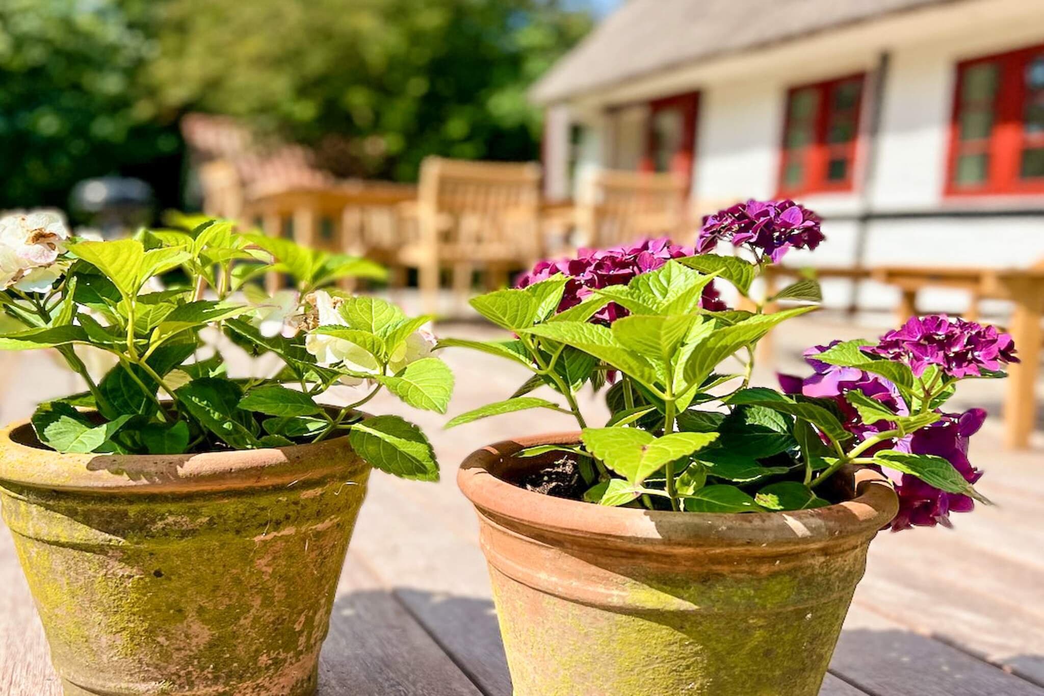 6 persoons vakantie huis in Bagenkop-Uitzicht