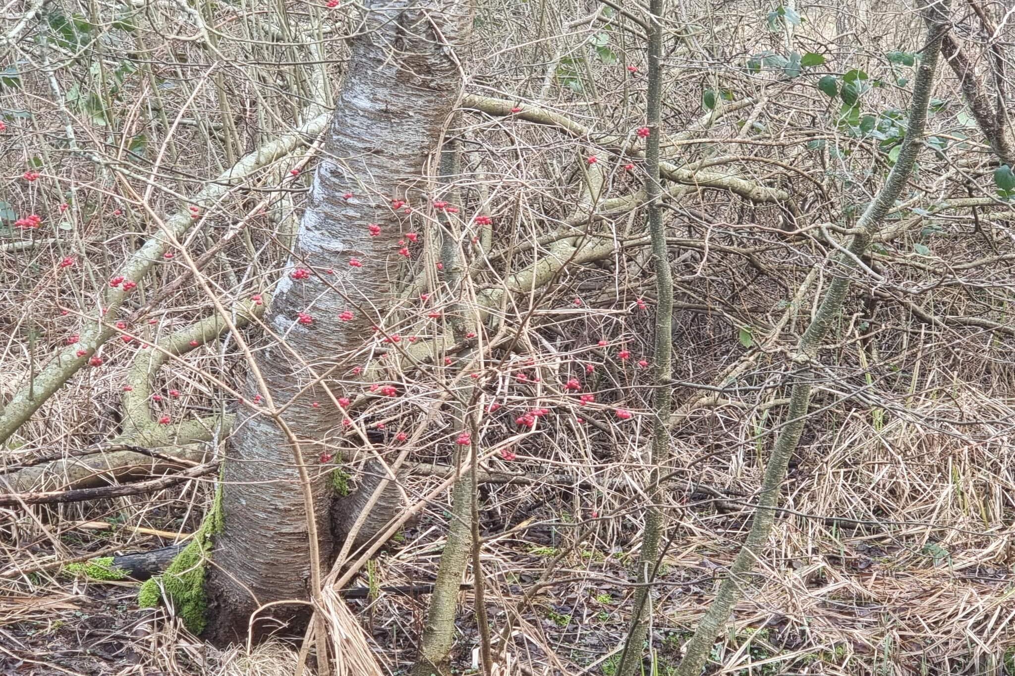 6 persoons vakantie huis in Ebeltoft-By Traum-Niet-getagd