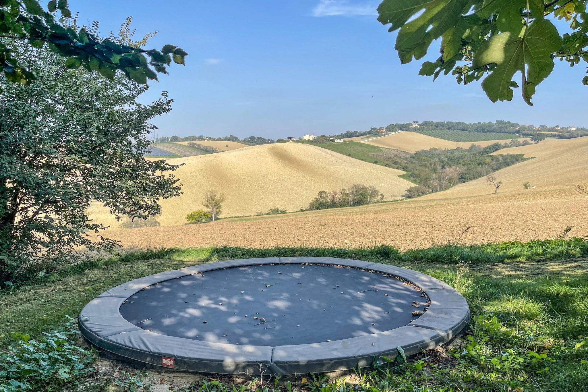 Il Sogno delle Api