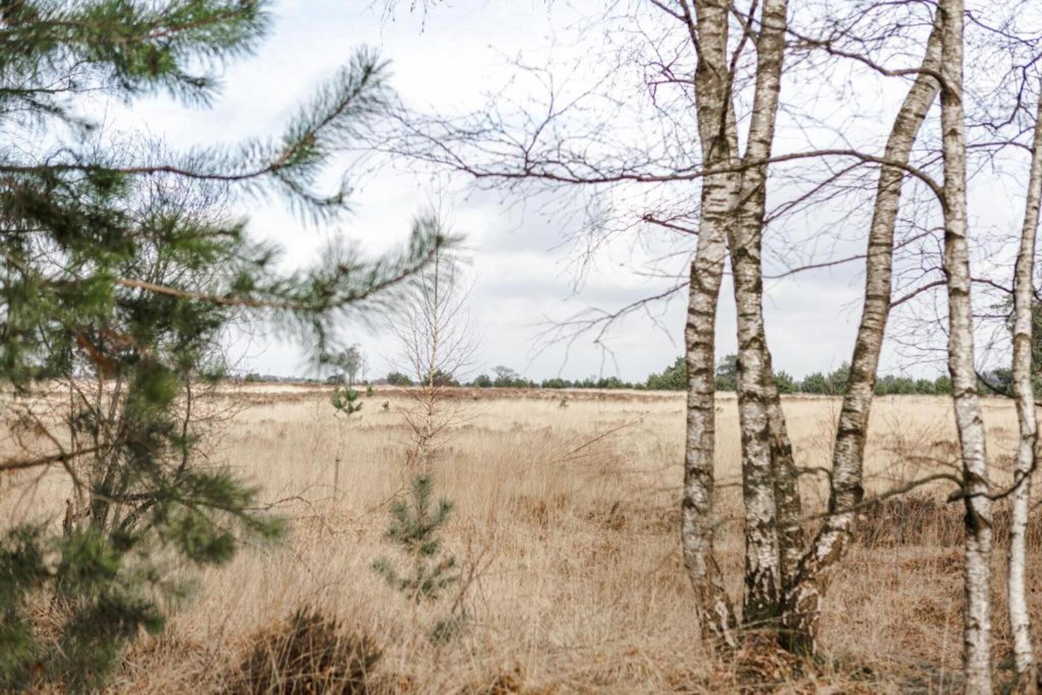 Bospark 't Wolfsven 15-Areas summer 5km