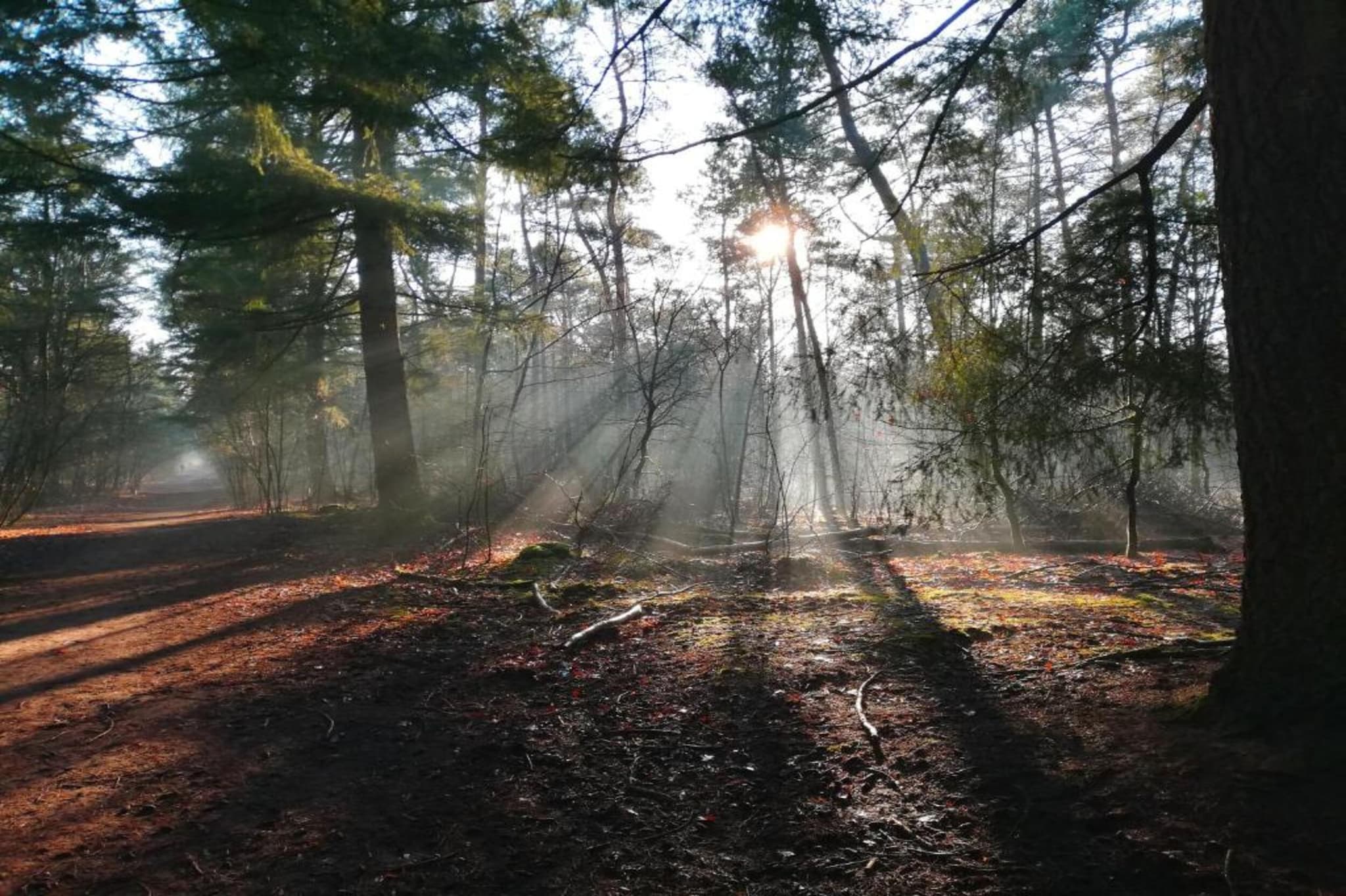 Bospark 't Wolfsven 15-Areas summer 5km