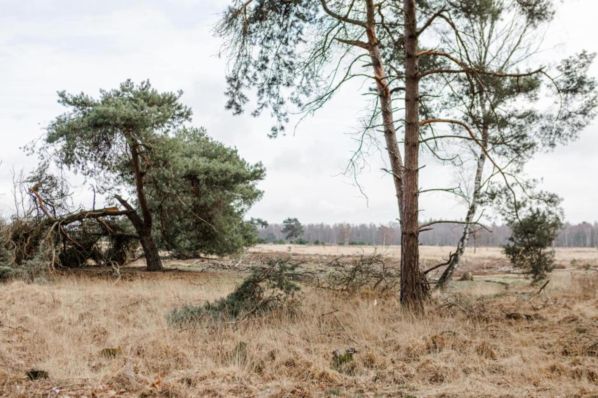 Bospark 't Wolfsven 17-Gebieden zomer 5km