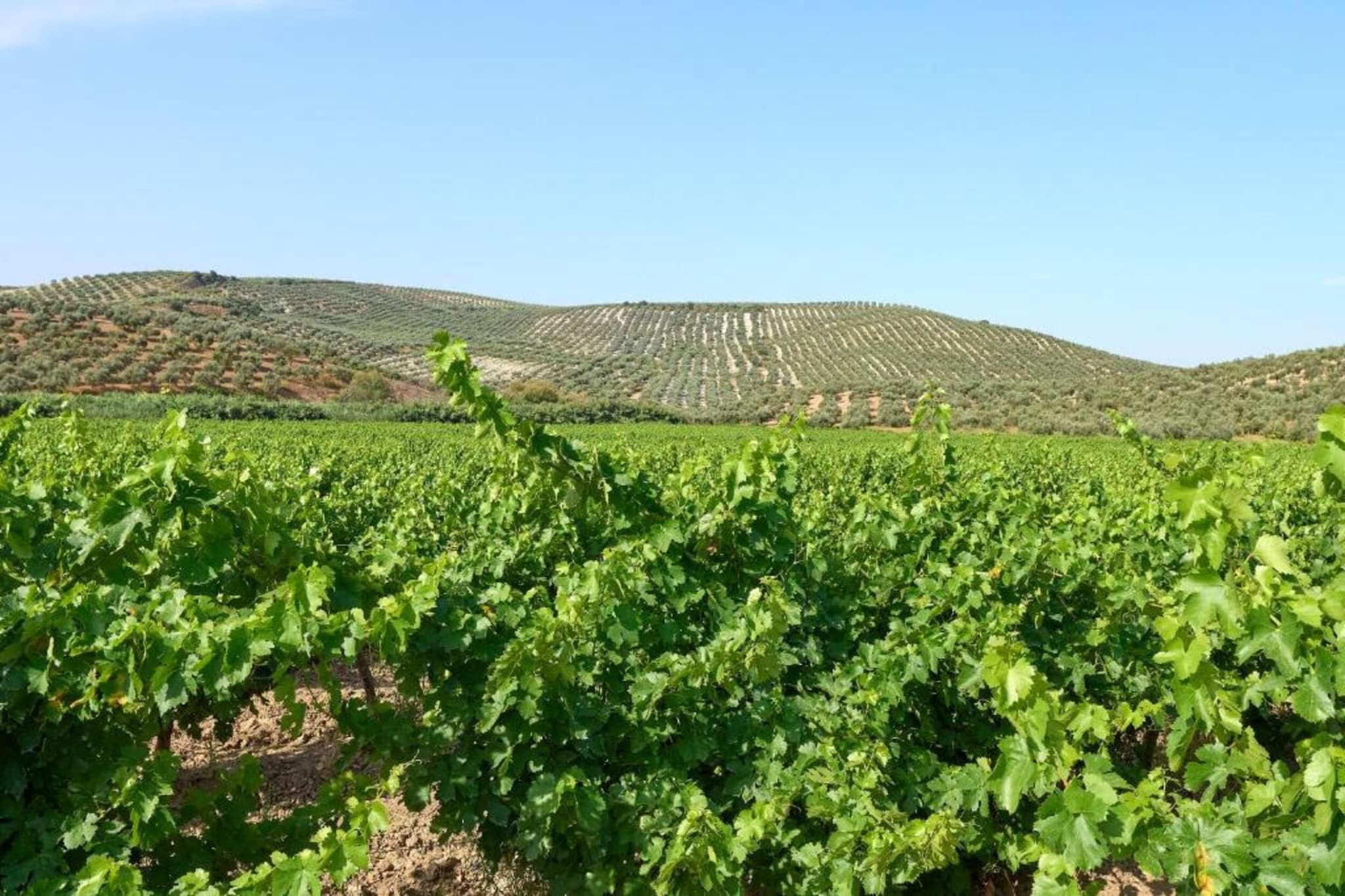 Piso confortable en Montilla-Gebiete Sommer 20 km