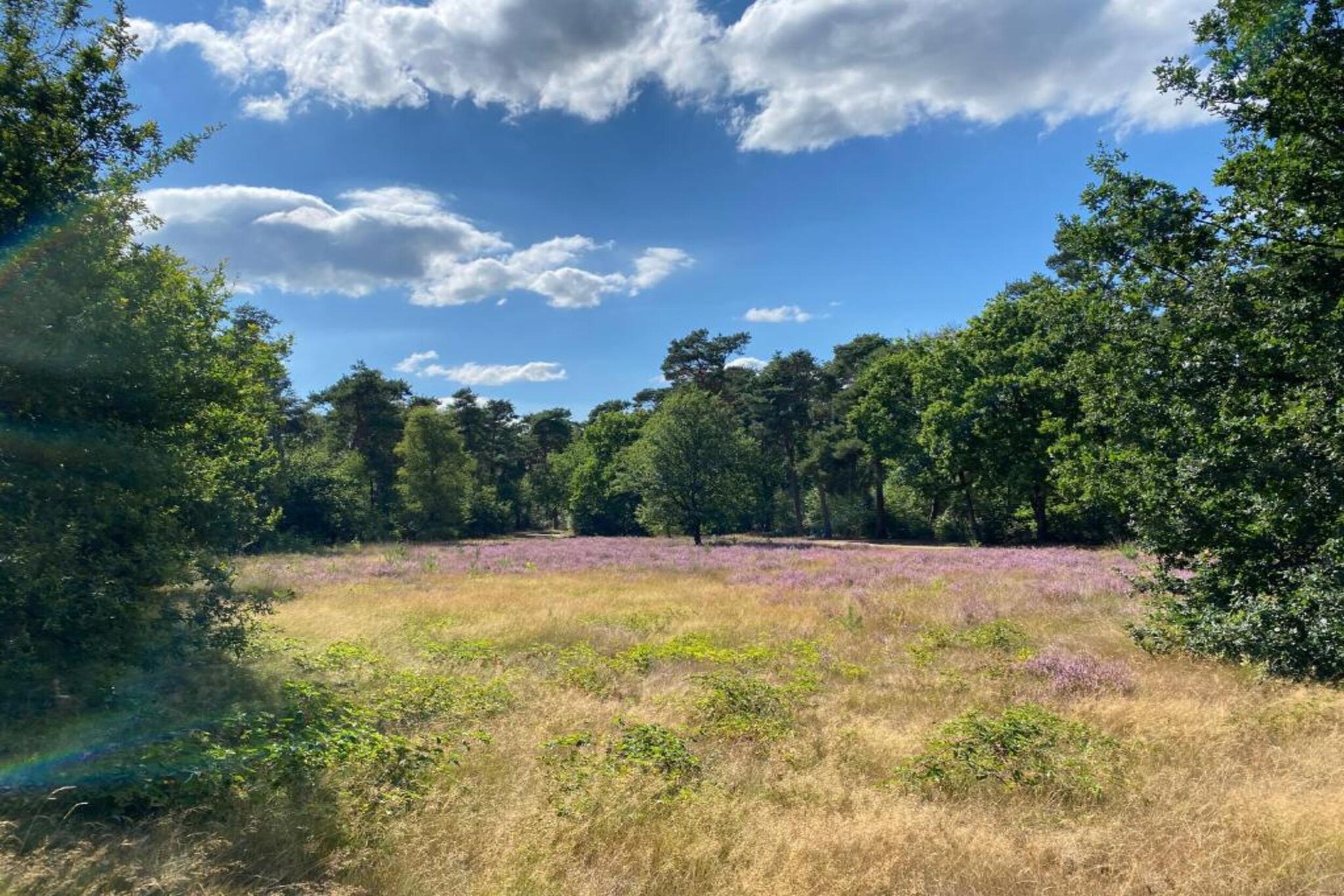 Vakantiepark De Heihorsten 6-Gebieden zomer 5km