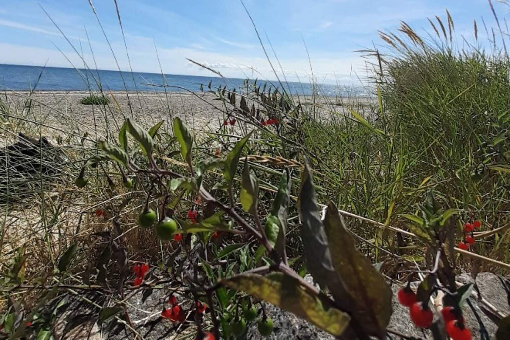 6 persoons vakantie huis in Hals-By Traum-Buitenlucht