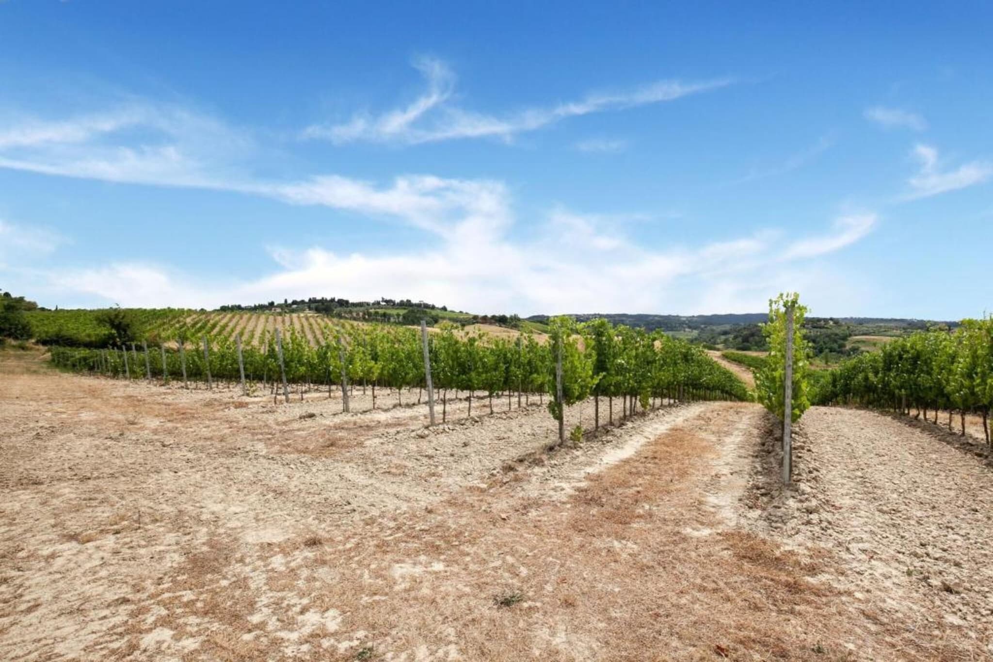 Olmo-Areas summer 20km