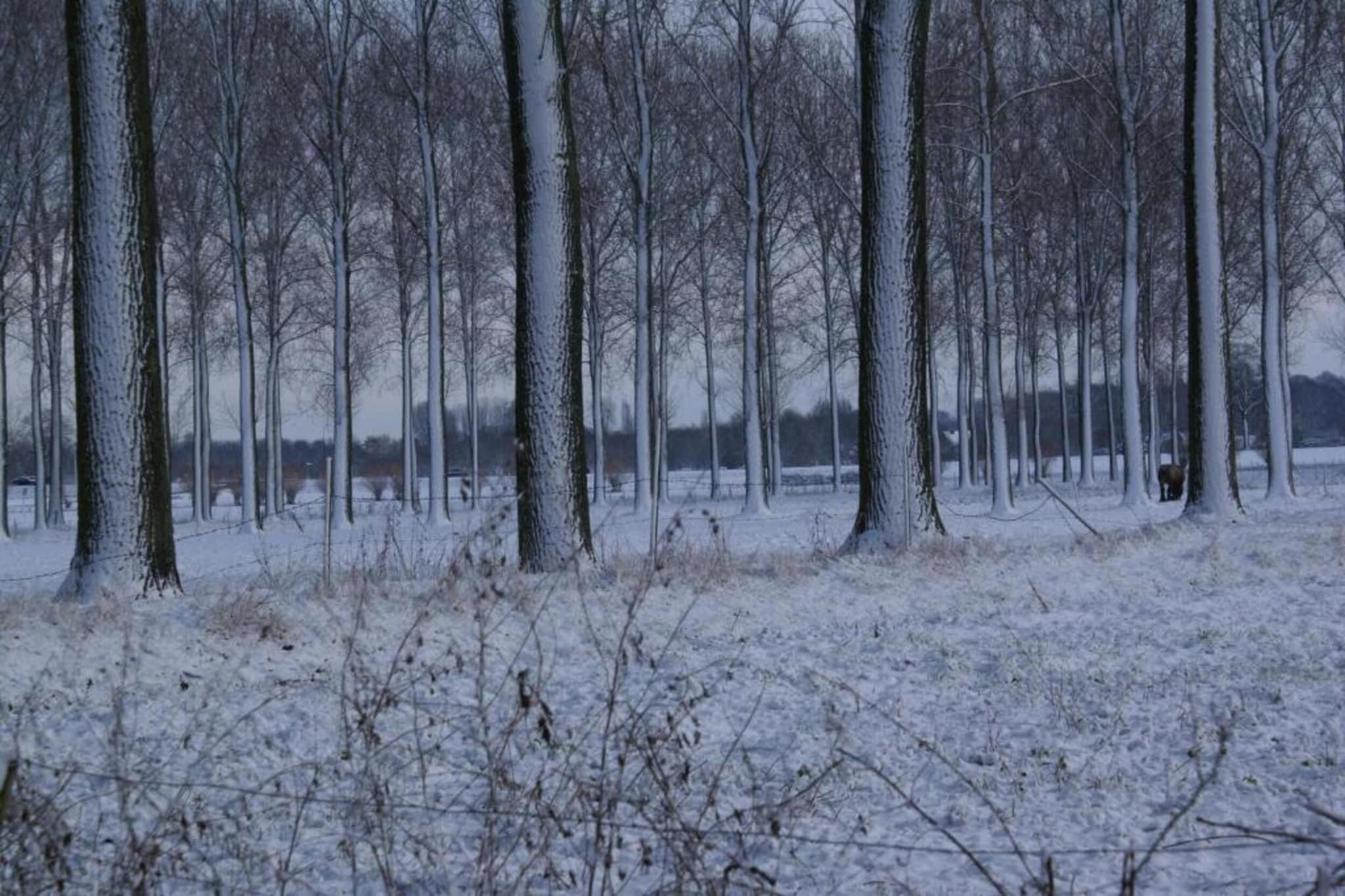 Leenhaag-Gebiet Winter 20 km
