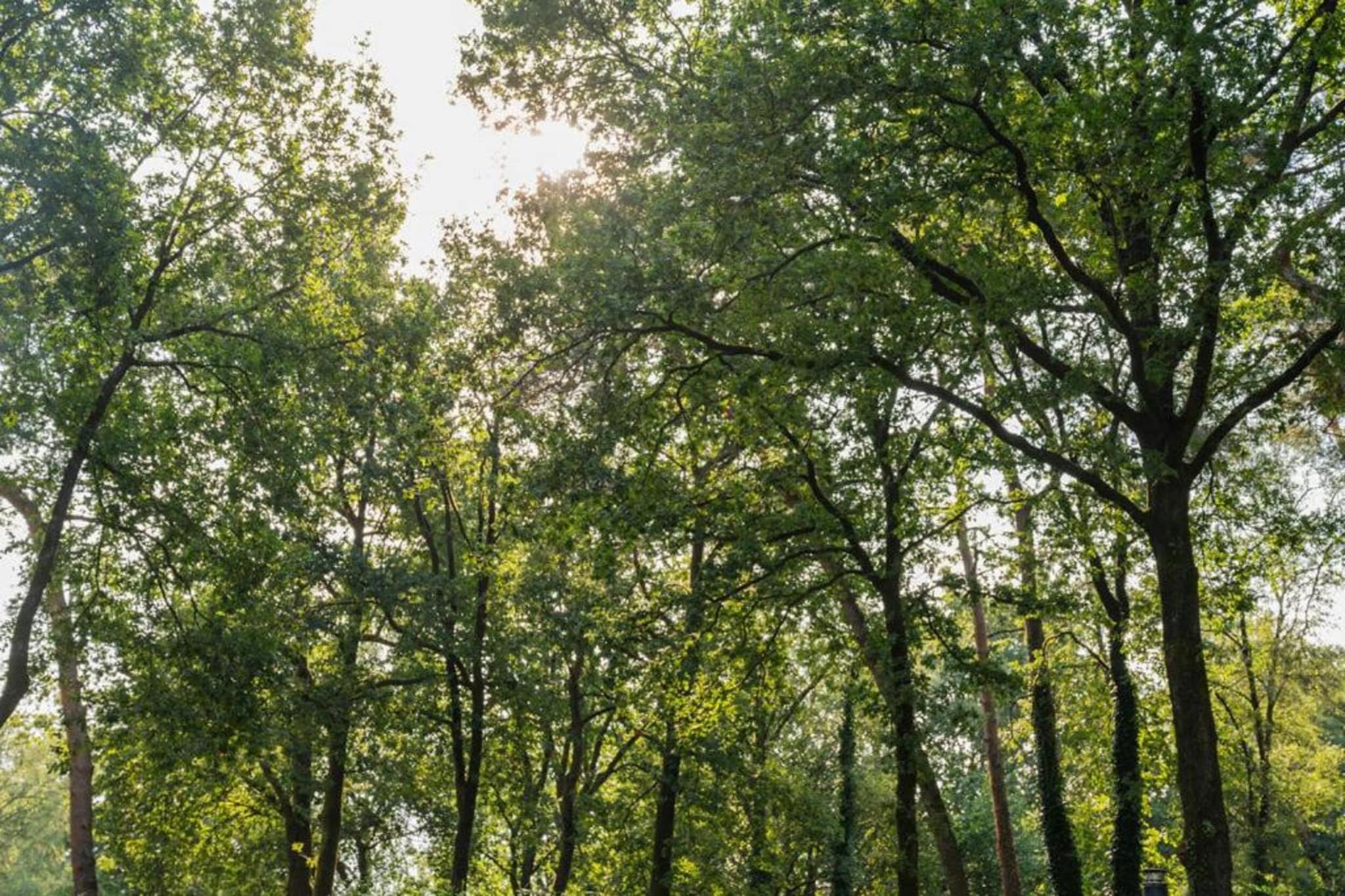 Vakantiepark De Rimboe & De Woeste Hoogte 39-Gebieden zomer 5km