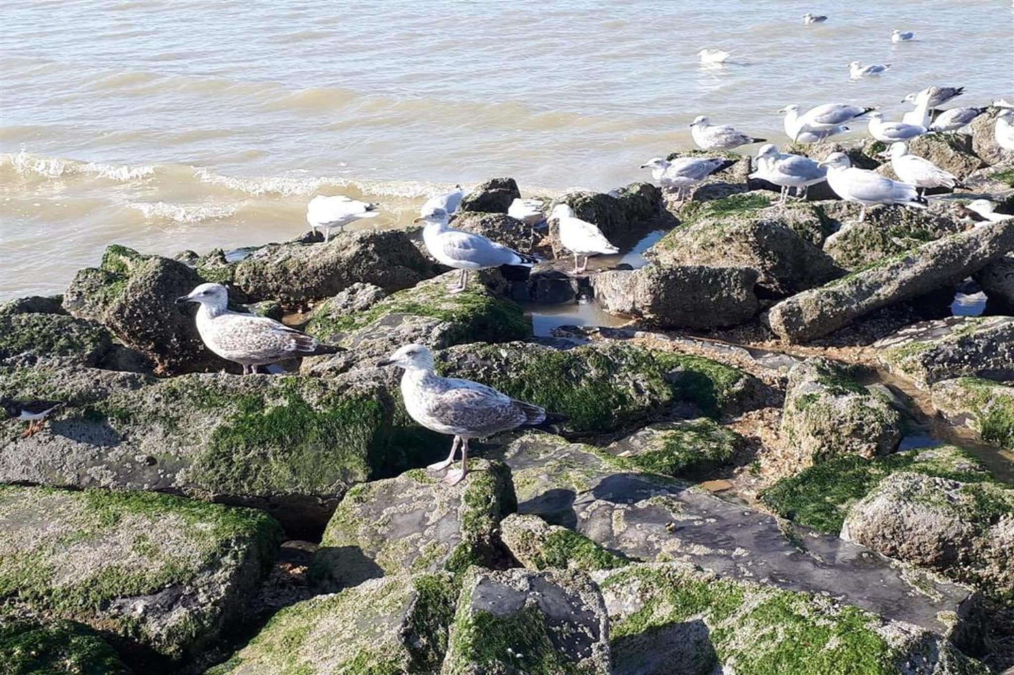 Les Petrels 401G-Gebieden zomer 1km