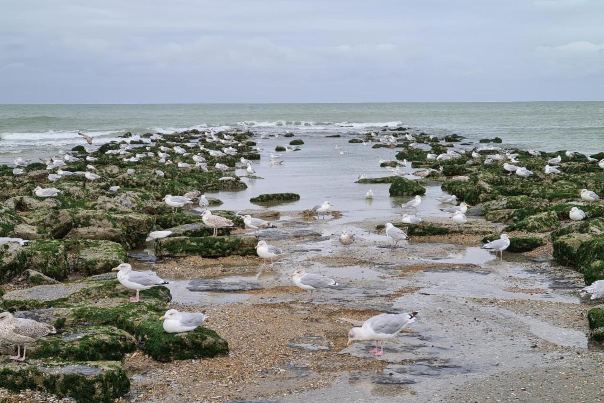 Les Vagues 201G20-Areas summer 1km