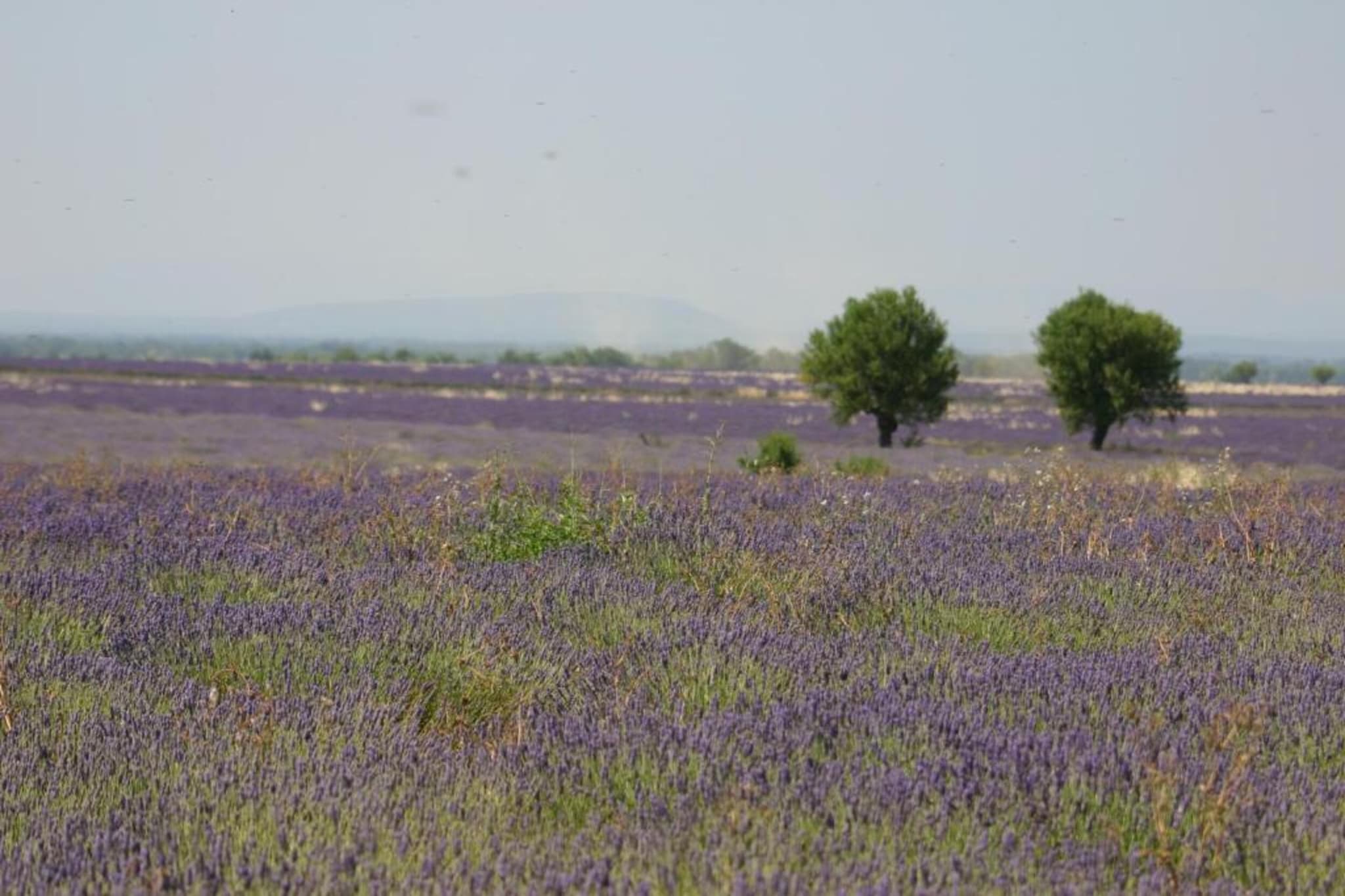 	 Résidence La Licorne de Haute-Provence 5-Gebieden zomer 5km