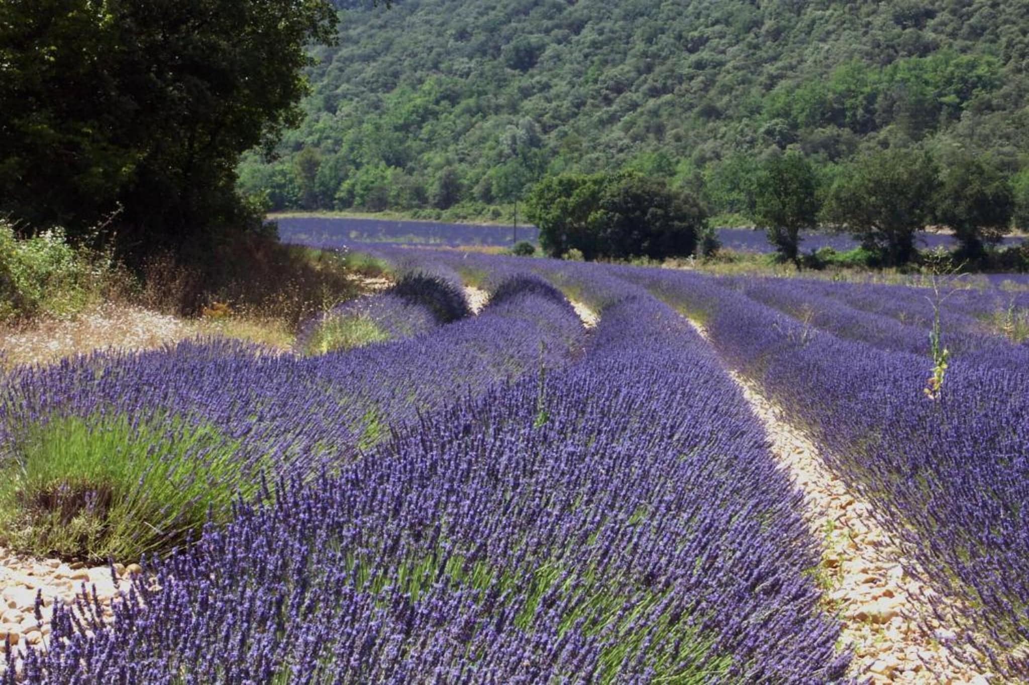 	 Résidence La Licorne de Haute-Provence 5-Gebieden zomer 5km