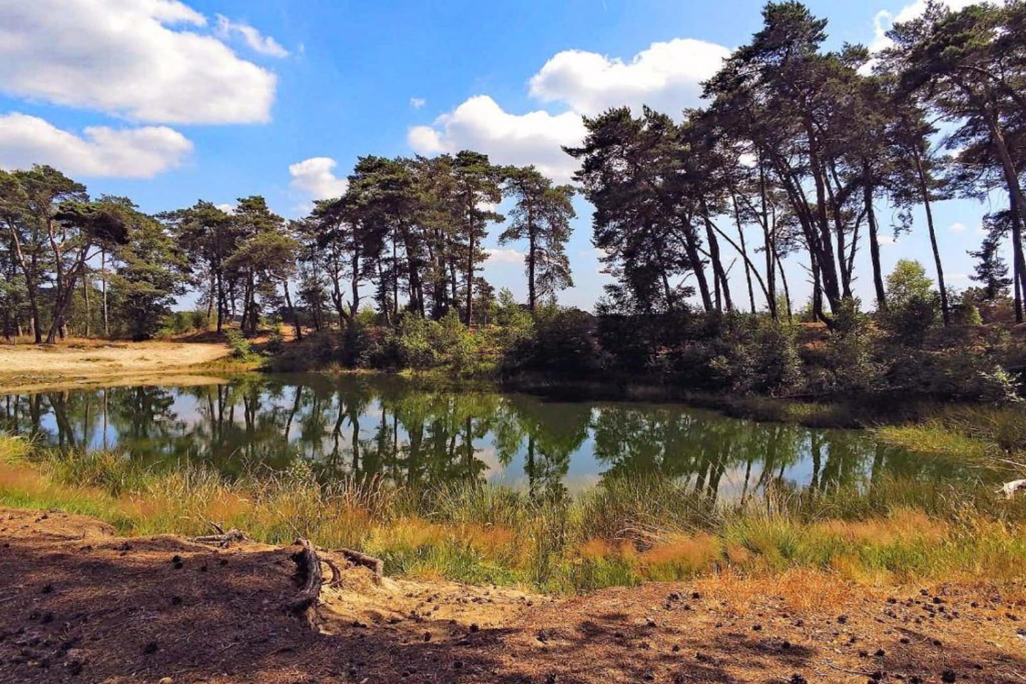 Landgoed De Scheleberg 38-Gebiete Sommer 20 km