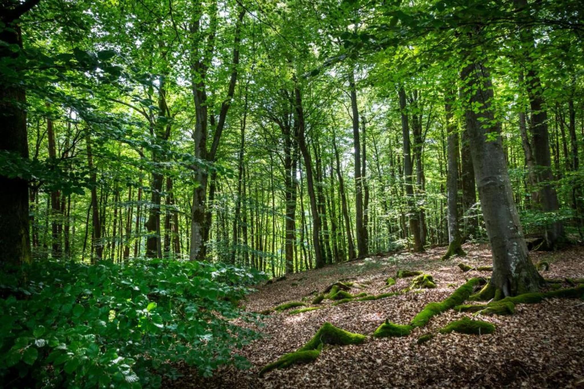 Resort Auf Kengert 1-Gebieden zomer 5km
