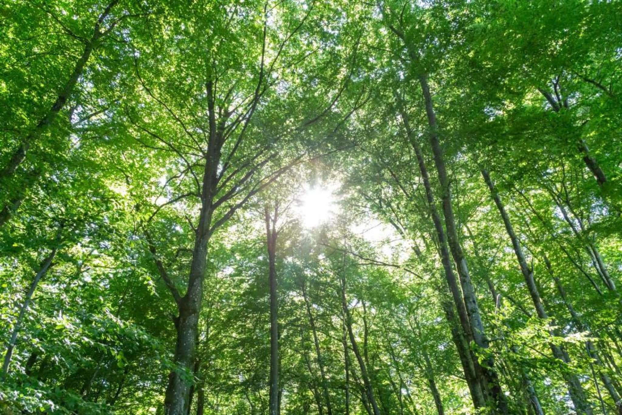 Camping Nommerlayen 2-Gebiete Sommer 20 km