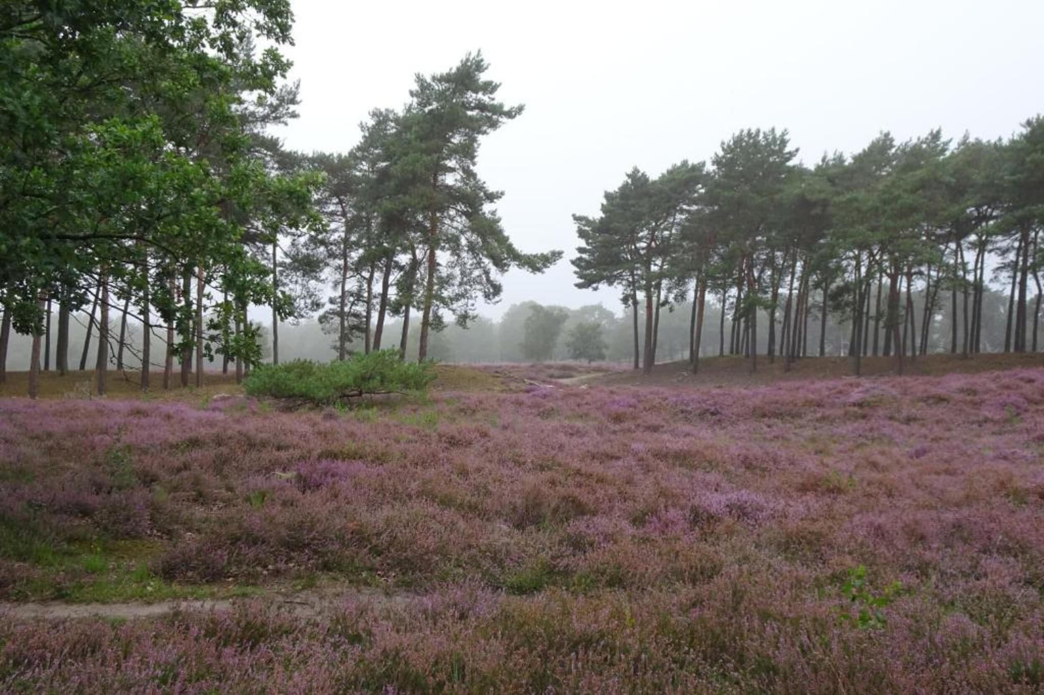 Vakantiepark Schaijk 11-Gebieden zomer 5km