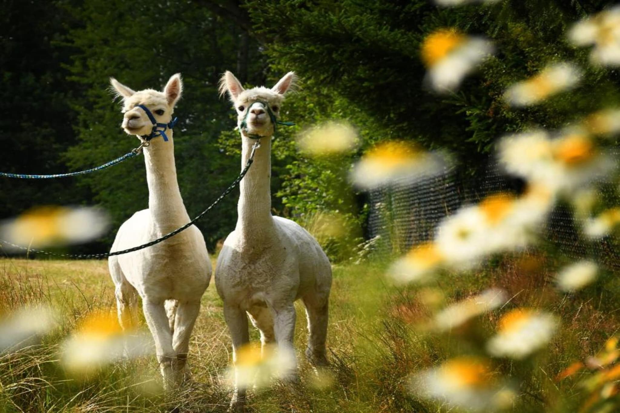 Ferienhaus Ahnert bei Chemnitz-Ambiente