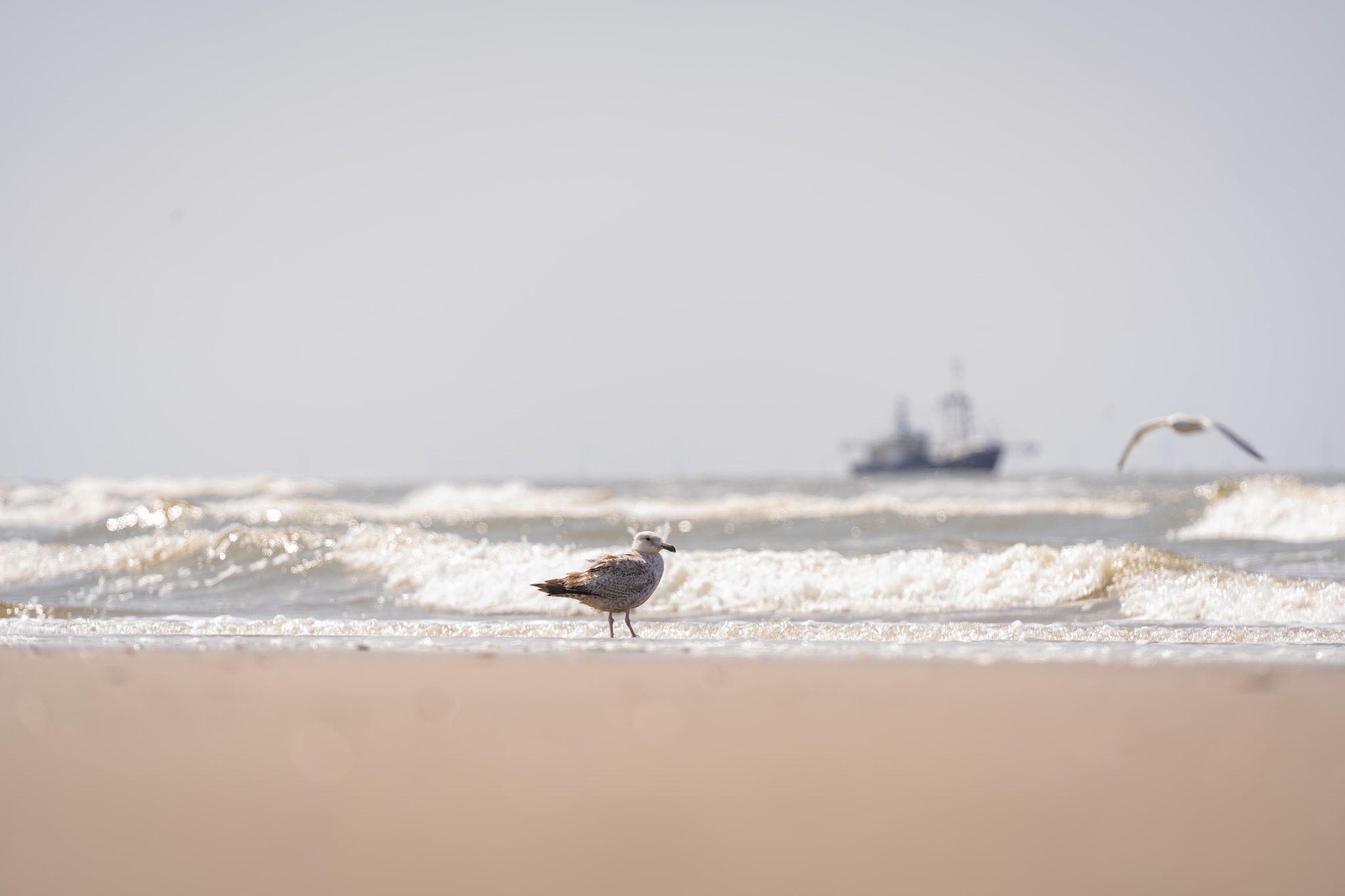 Resort Beach Houses Wijk aan Zee 4-Gebiete Sommer 20 km