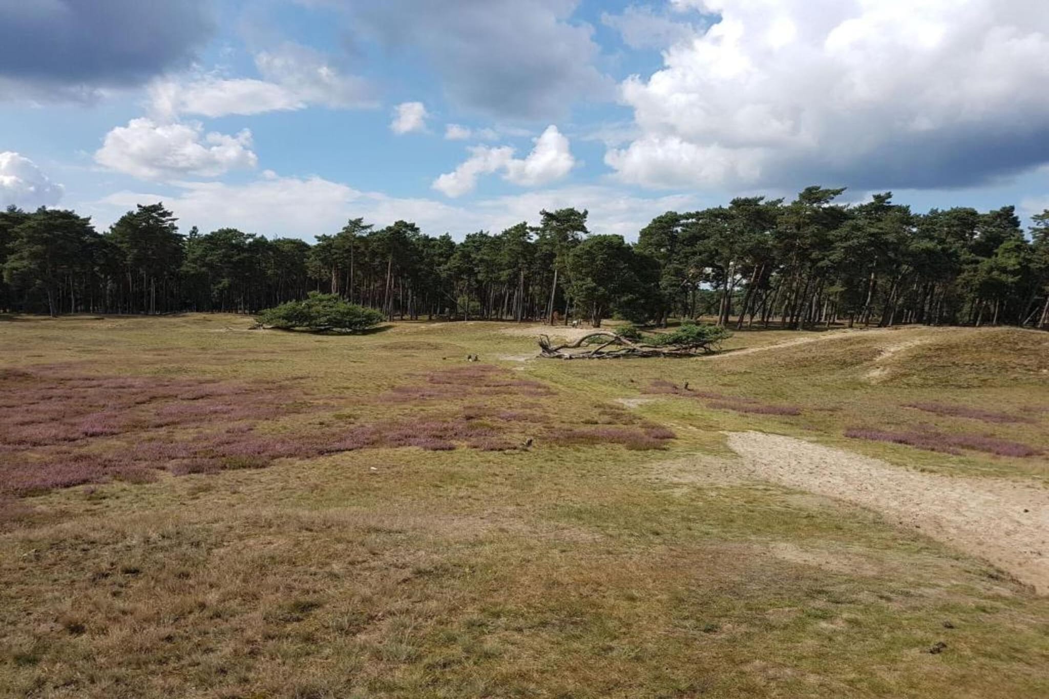 Vakantiepark Hellendoorn 3-Gebieden zomer 5km