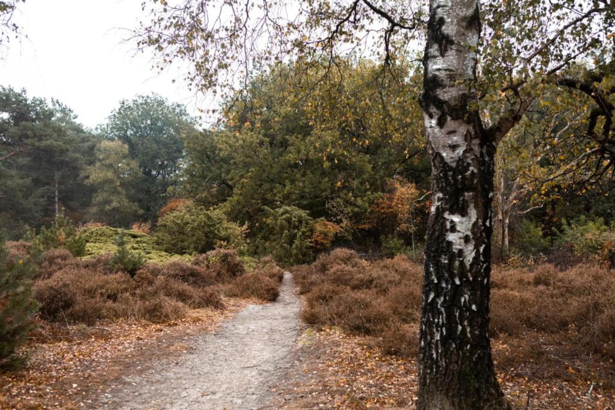 Vakantiepark Hellendoorn 3-Gebieden zomer 5km