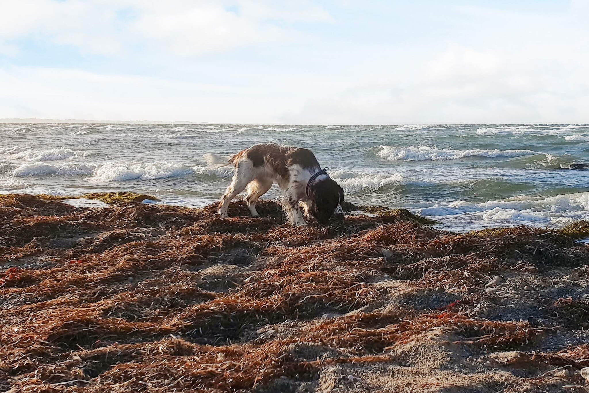 5 persoons vakantie huis in RAA/HELSINGBORG-Waterzicht