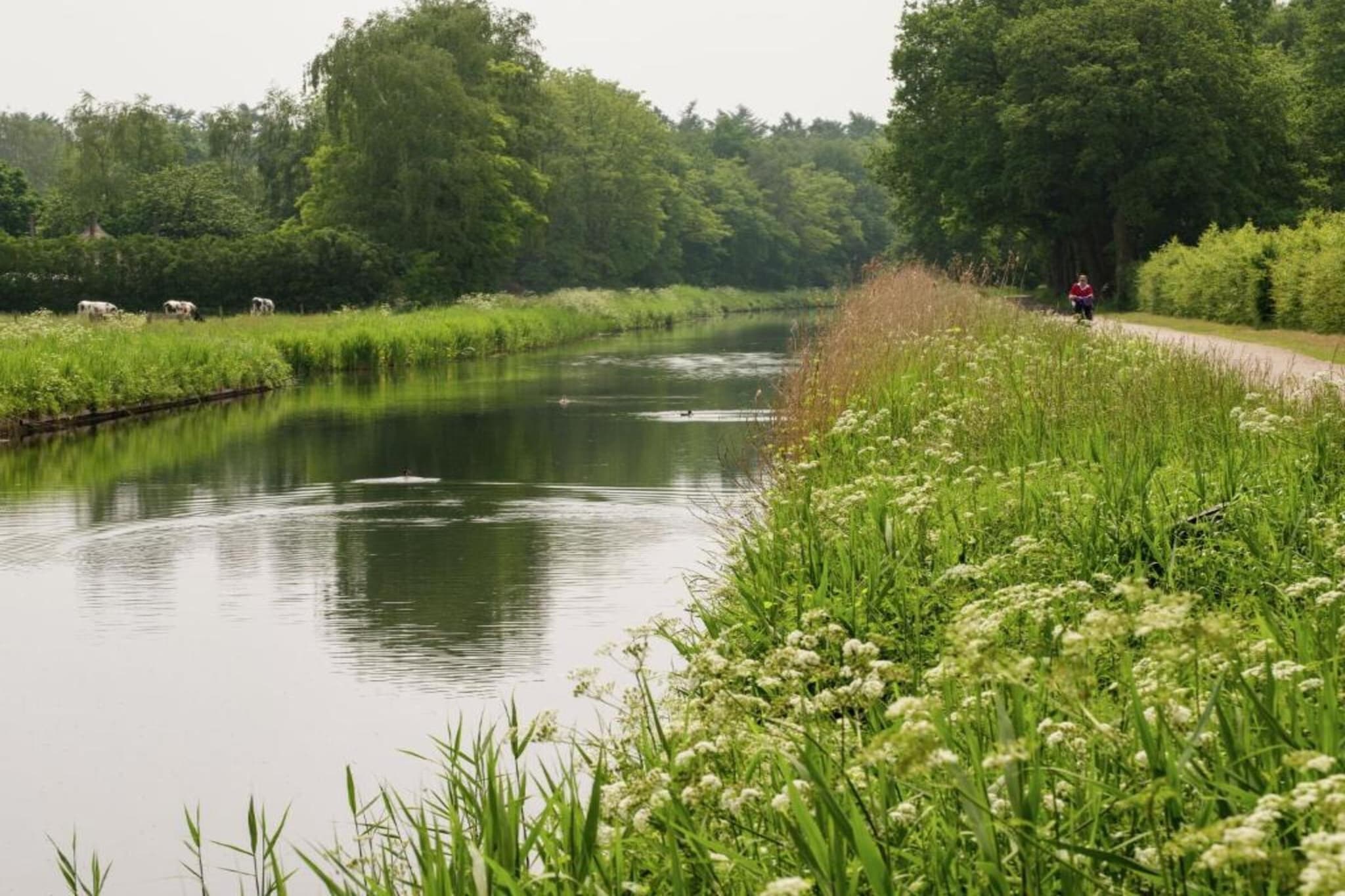 Koe in de Kost 4-Areas summer 1km