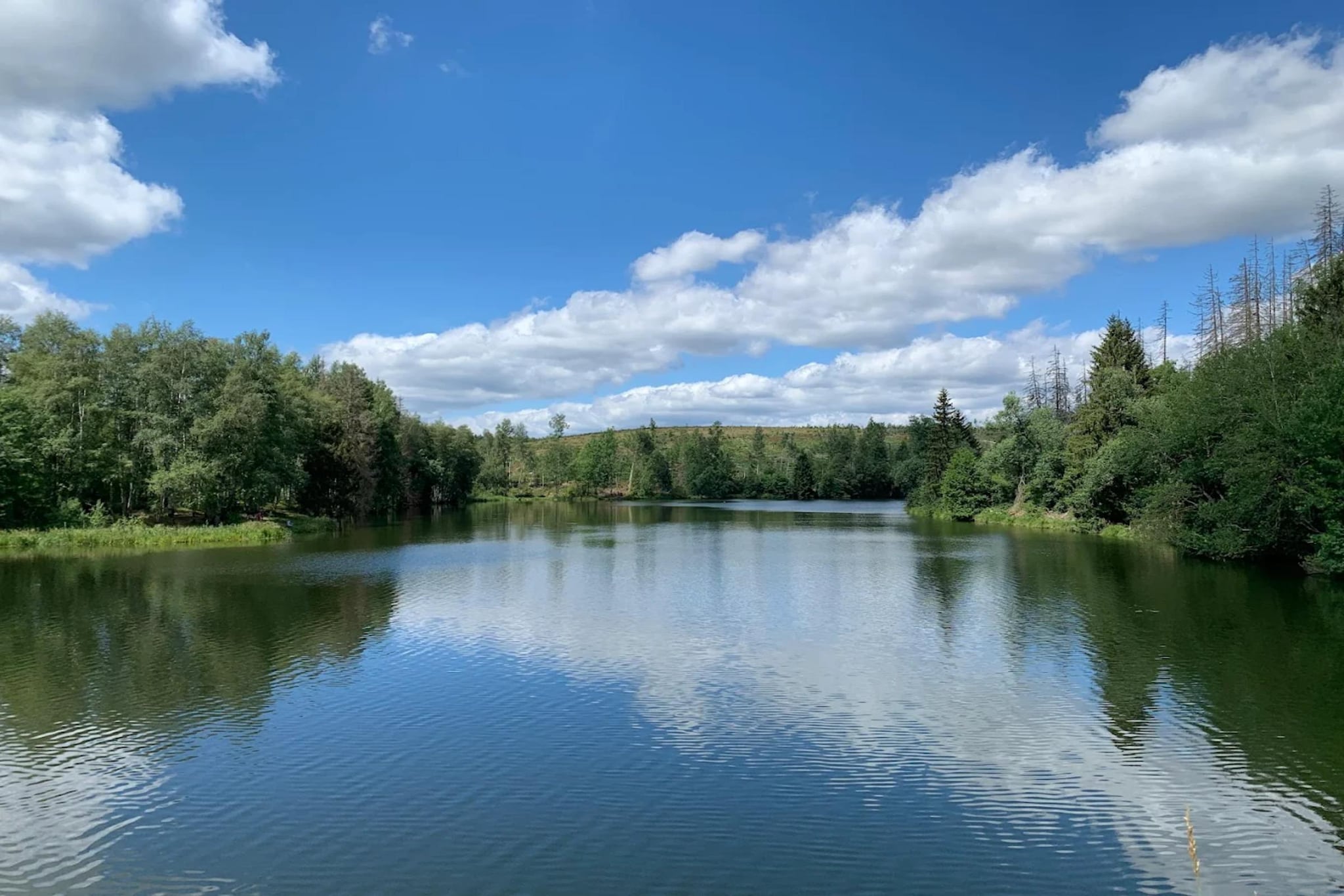 Ferienhaus in Hasselfelde - Haus 116 Auerhahn-Gebieden zomer 5km