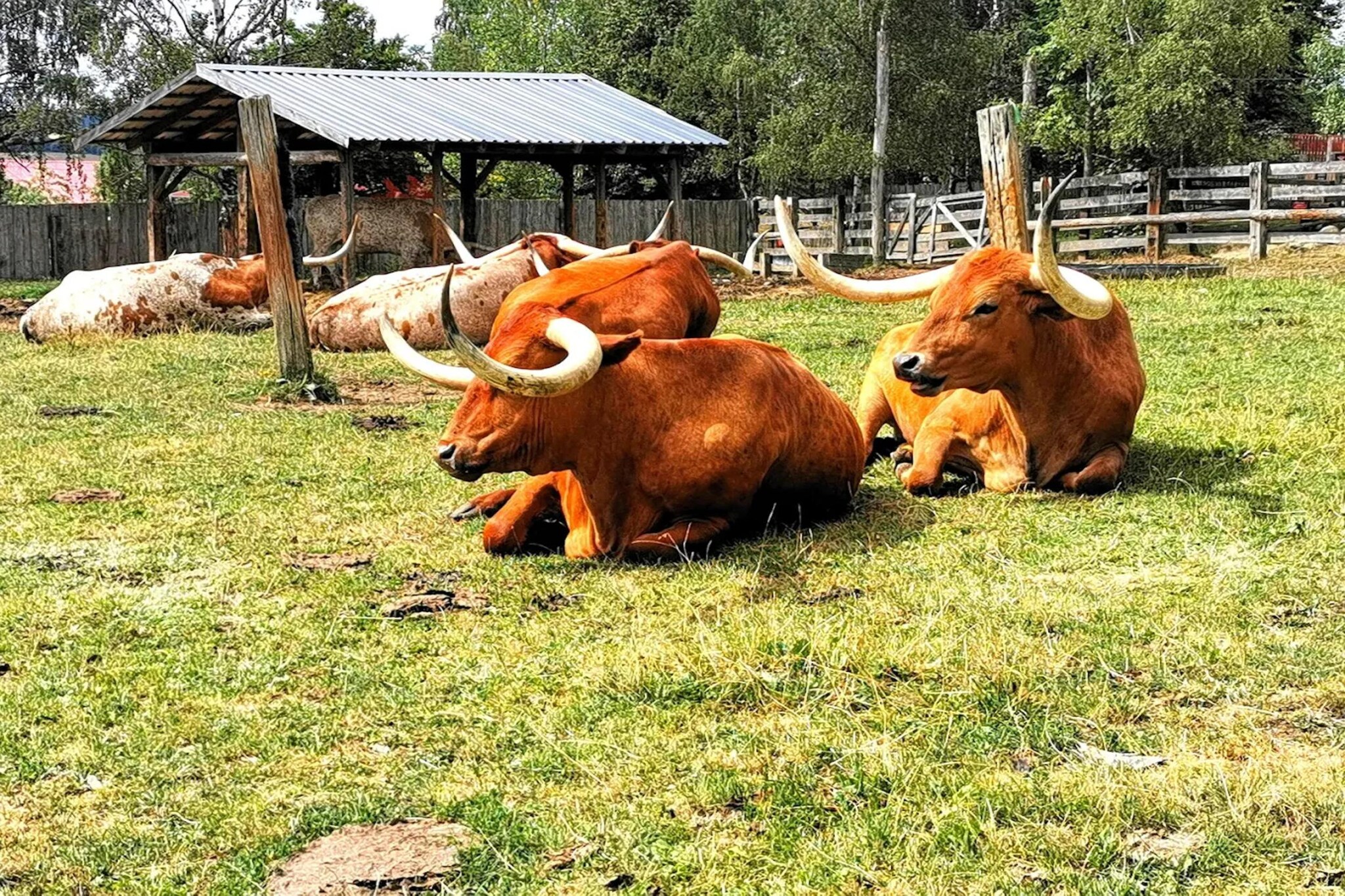 Ferienhaus in Hasselfelde - Haus 116 Auerhahn-Gebieden zomer 5km