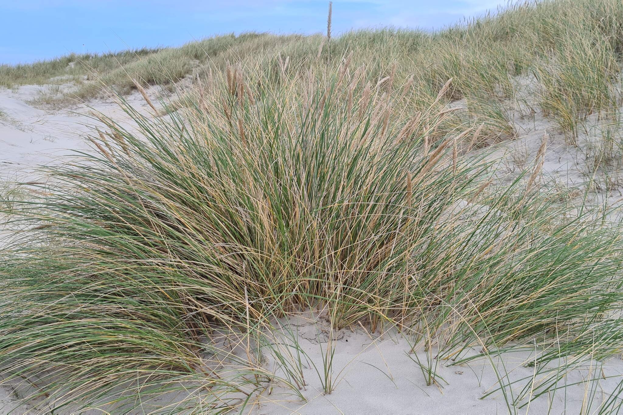 6 persoons vakantie huis in Pandrup-By Traum-Niet-getagd