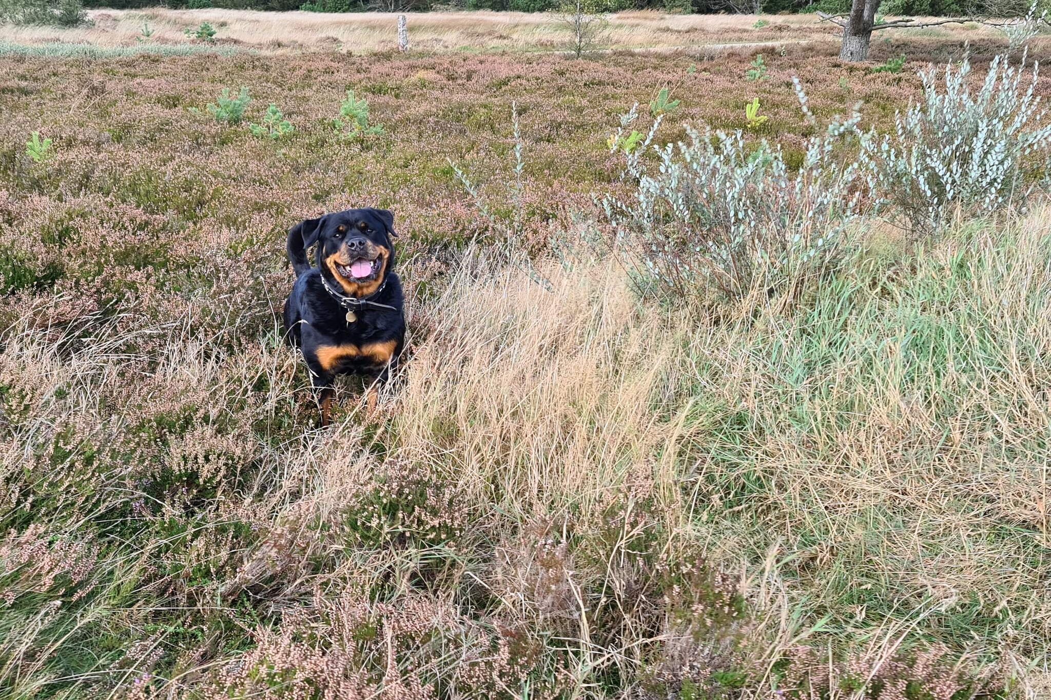 6 person holiday home in Bording-By Traum-Untagged