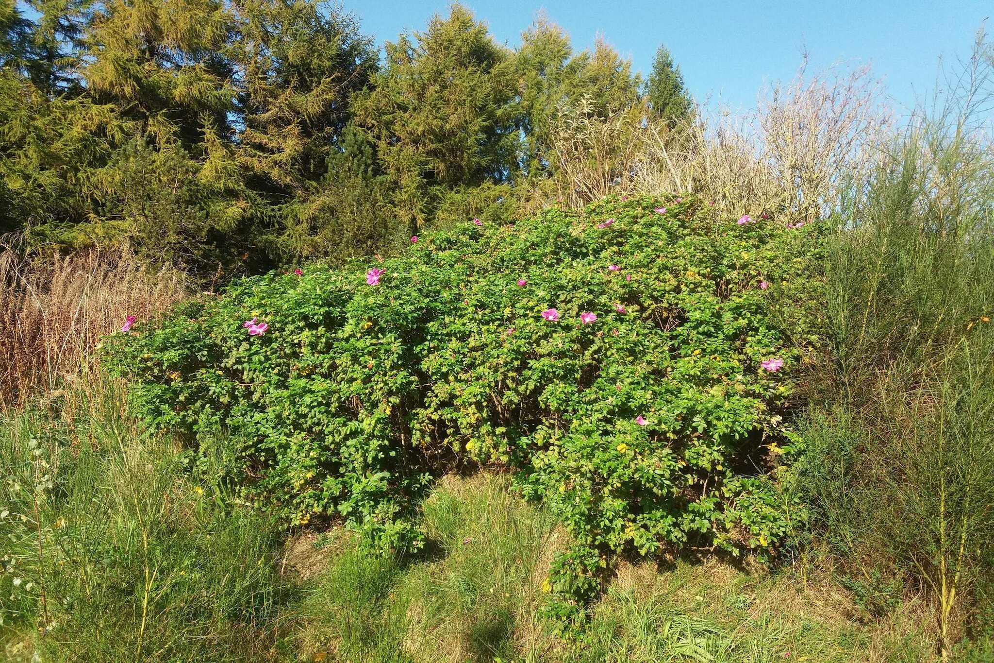 6 person holiday home in Bording-By Traum-Untagged