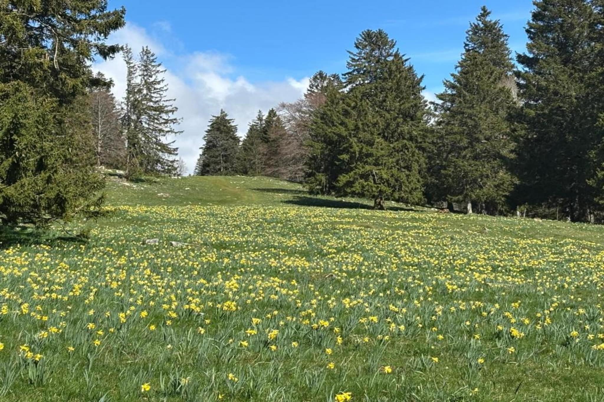 Ferienhaus Kronenburger See-Gebieden zomer 20km