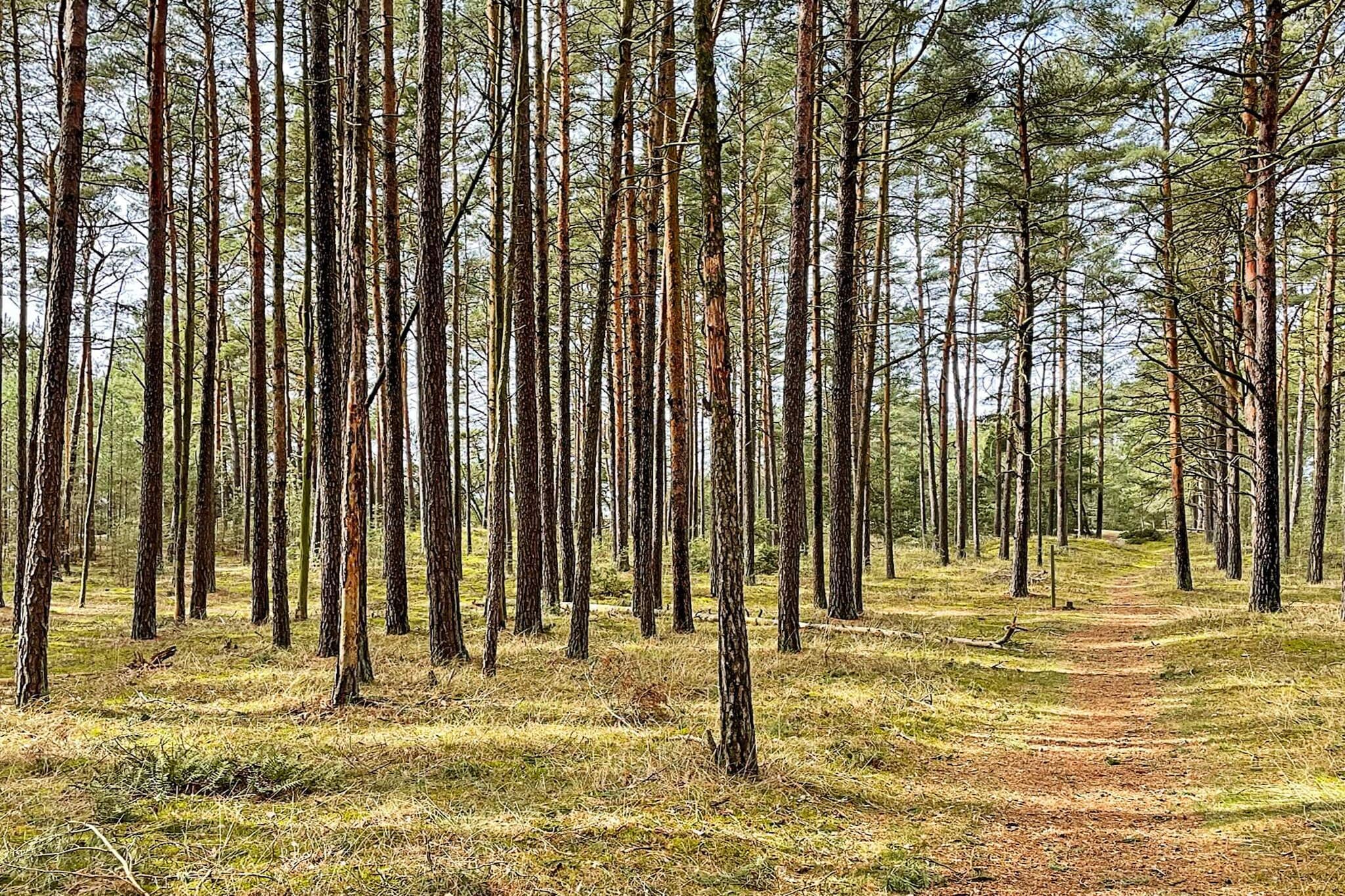 5 persoons vakantie huis in Brösarp-By Traum - Niet-getagd